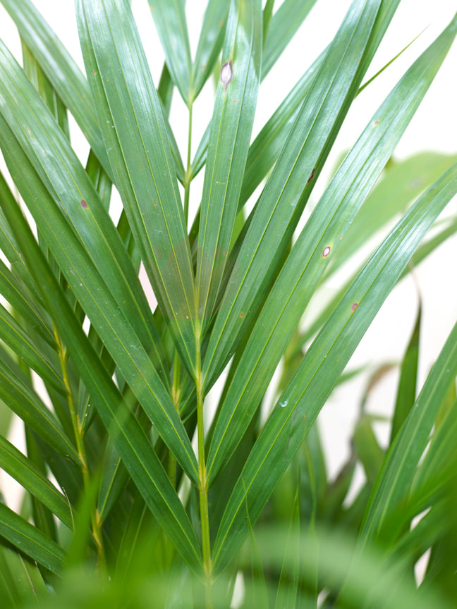 Areca With Plastic Pot - Biege 'Indoor Plants Palms