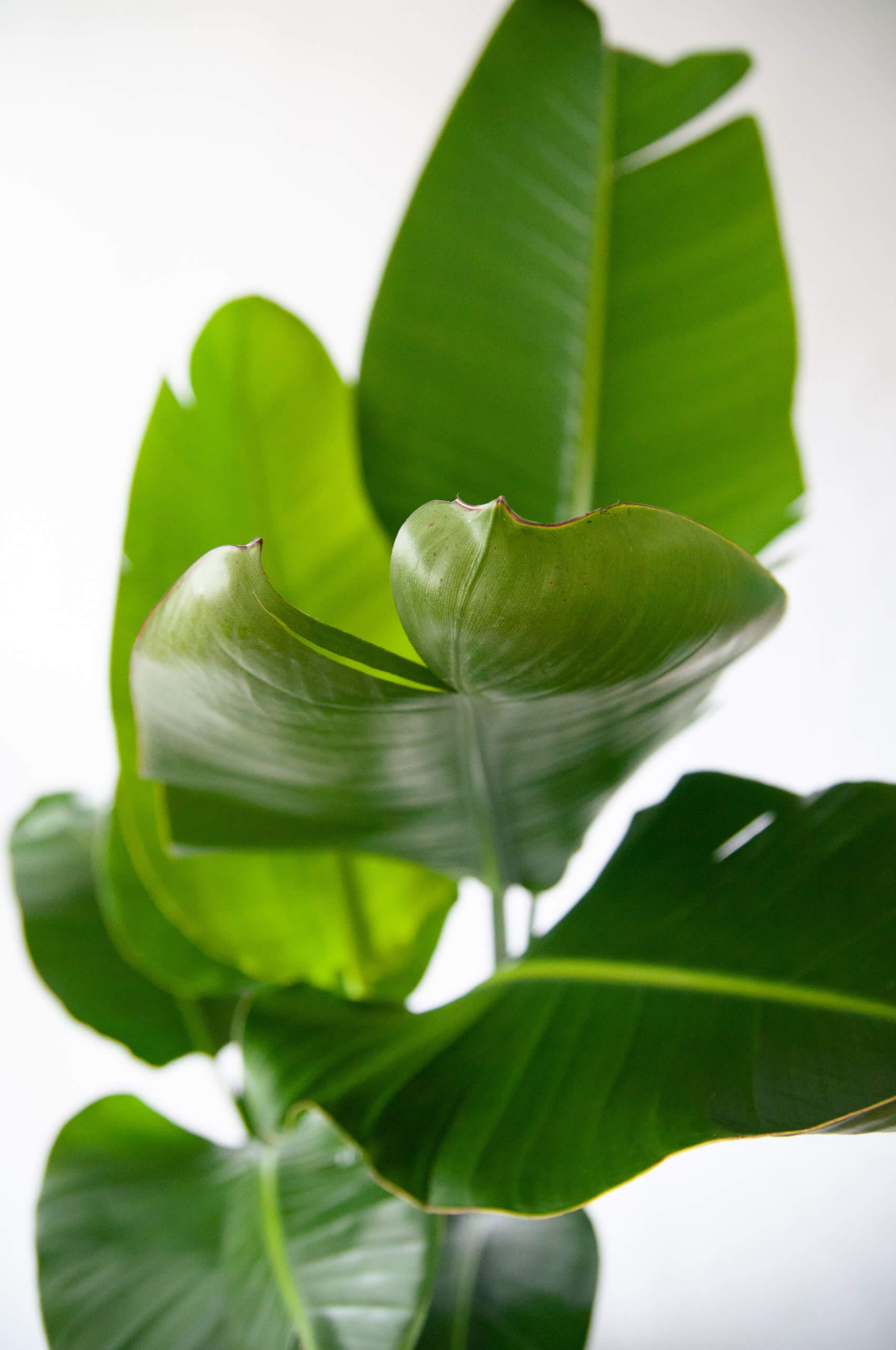 Strelitzia Nicolai 'Indoor Plants Trees