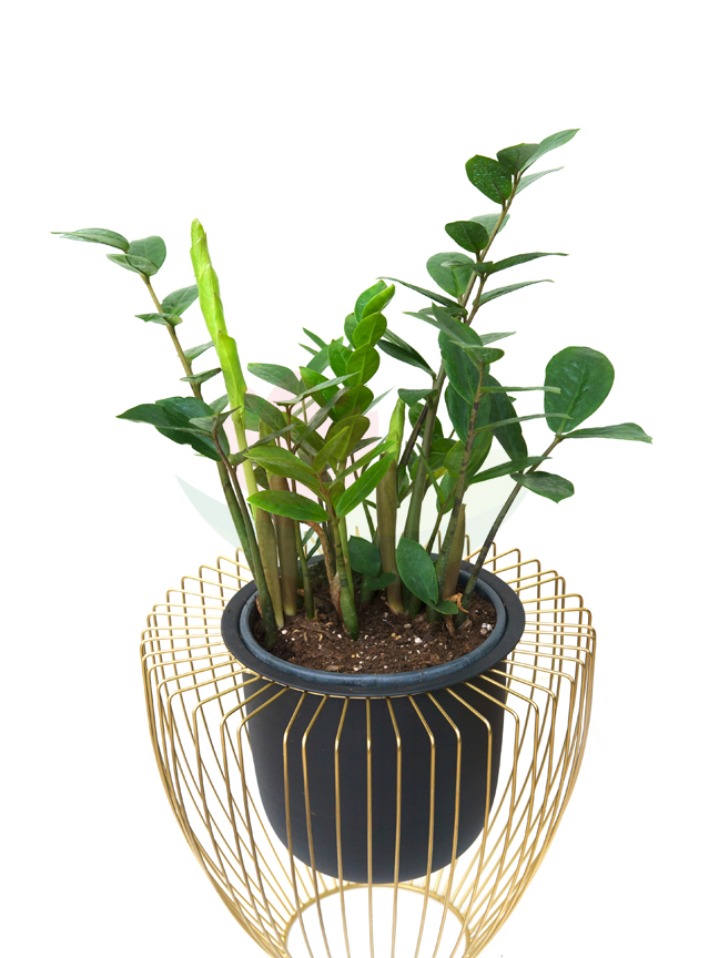 Zamia Green With Golden Pot 'Seasonal Specials Plants