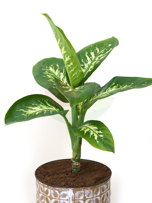Deifenbahia With High Wooden Pot  'Seasonal Specials Plants