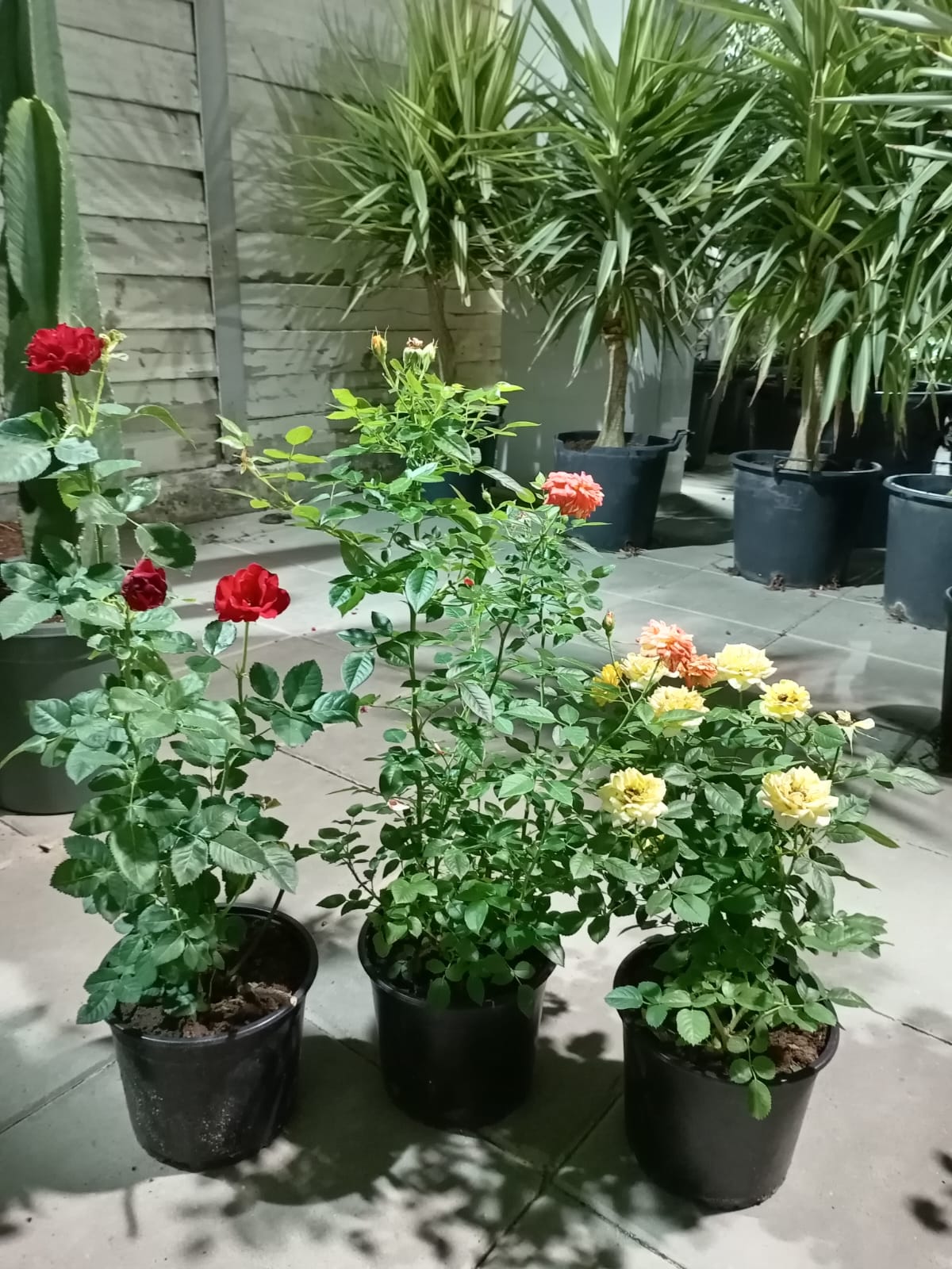 جوري منوع 'نباتات خارجية اشجار