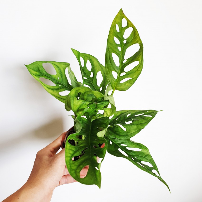 Monstera Obliqua Monkey Leaf 'Indoor Plants Shrubs