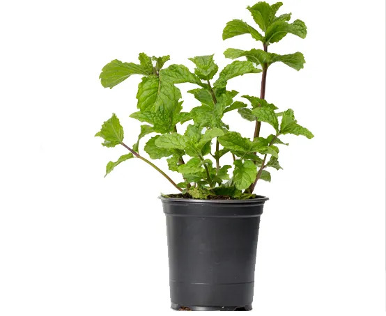 Mint Plant Organic  'Outdoor Plants Herbs