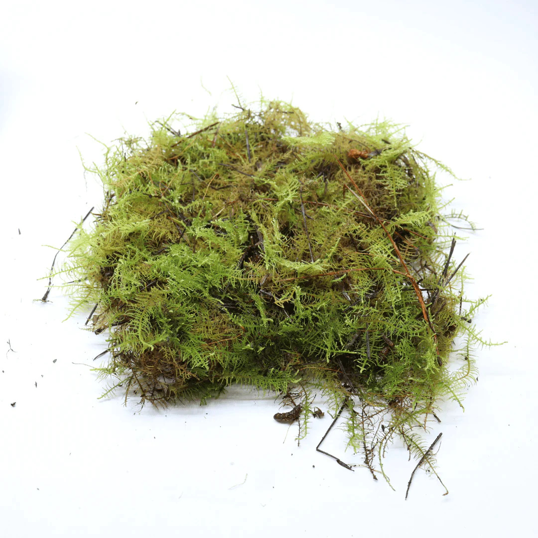 Carpet Moss For Terrarium 'Gardening Accessories Floral Accessories