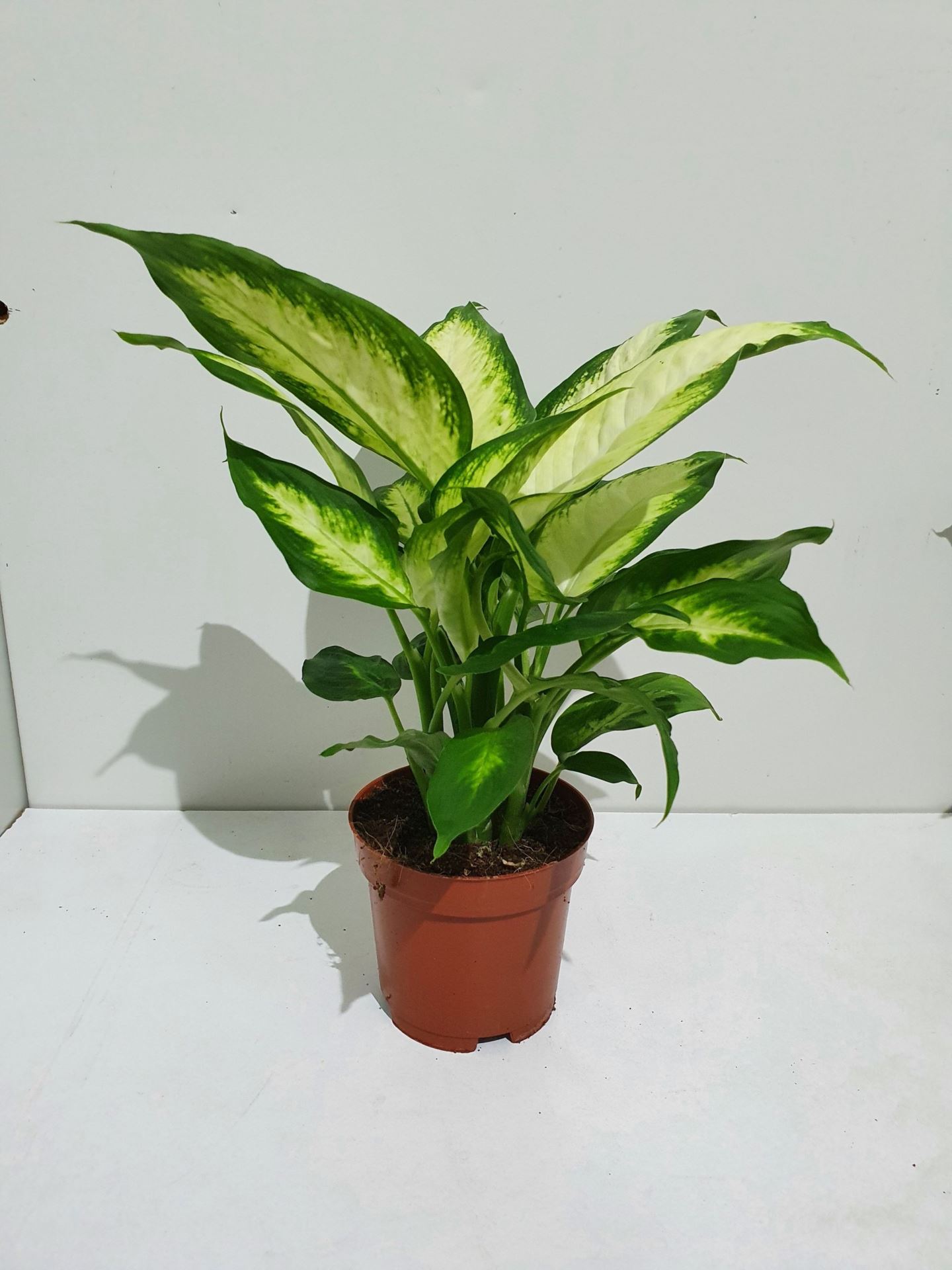 Dieffenbachia Camilla - Indoor House Plant 'Indoor Plants Trees