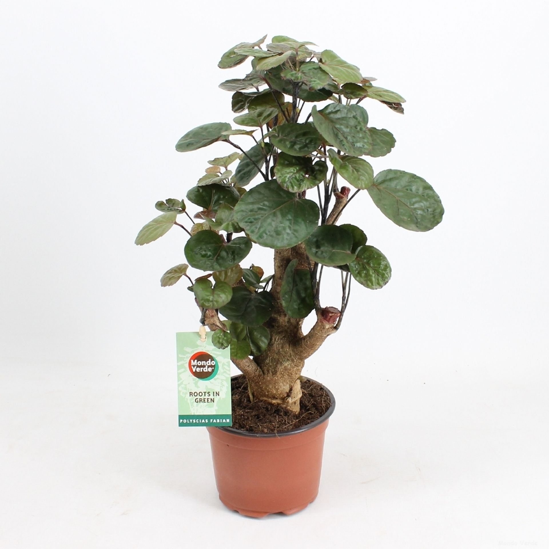 Polyscias Fabian 'Indoor Plants Trees