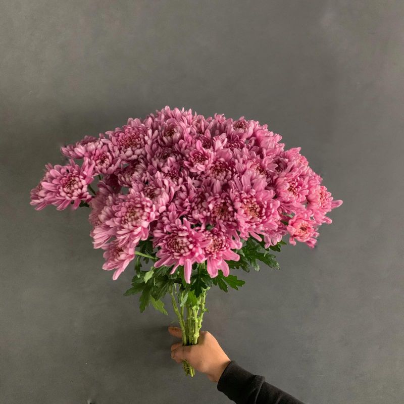 Chrysanthemum - Fuchsia 'Wholesale Flowers Cut Flowers