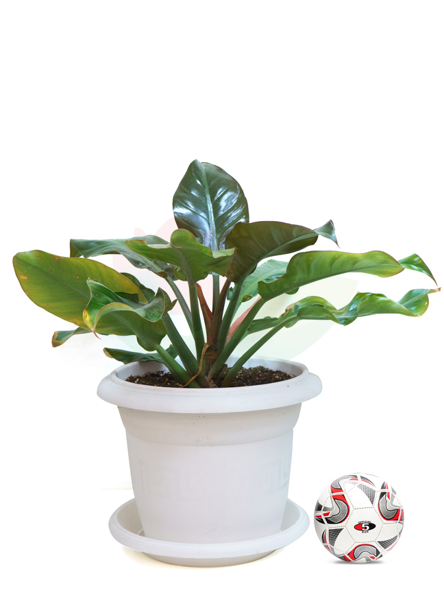 Philodendron With White Plastic Pot 'Value For Money Under 20