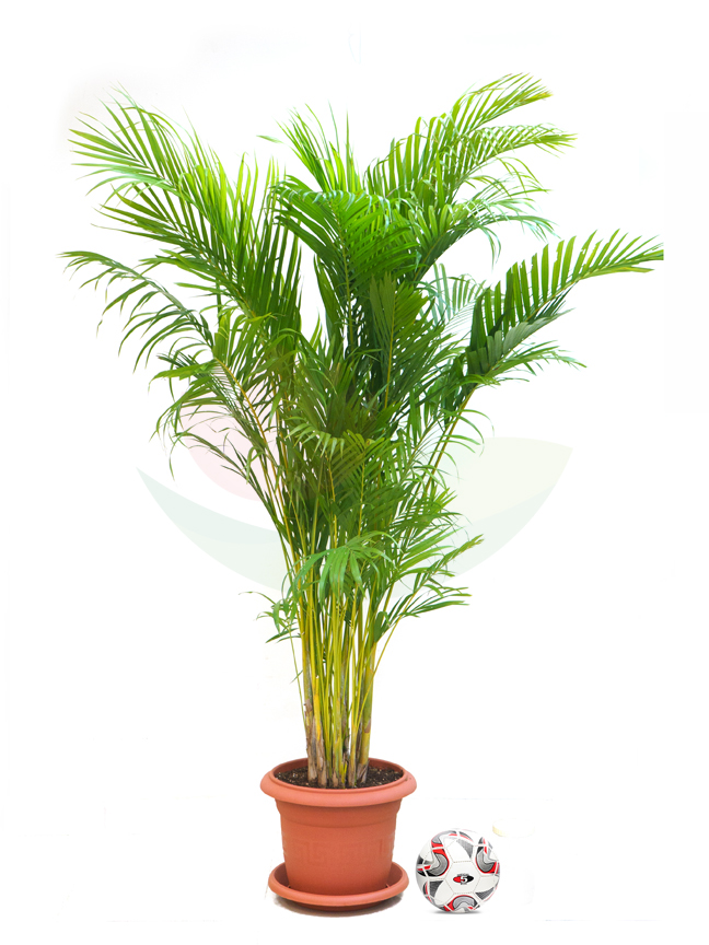 أريكا مع حوض بلاستيك 'نباتات داخلية شجيرات