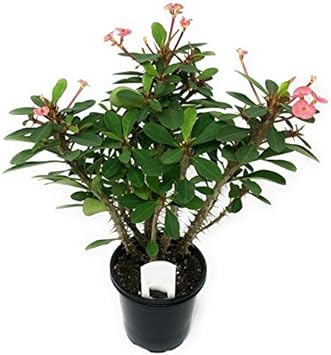 Euphorbia Milii  'Outdoor Plants Flowering Plants