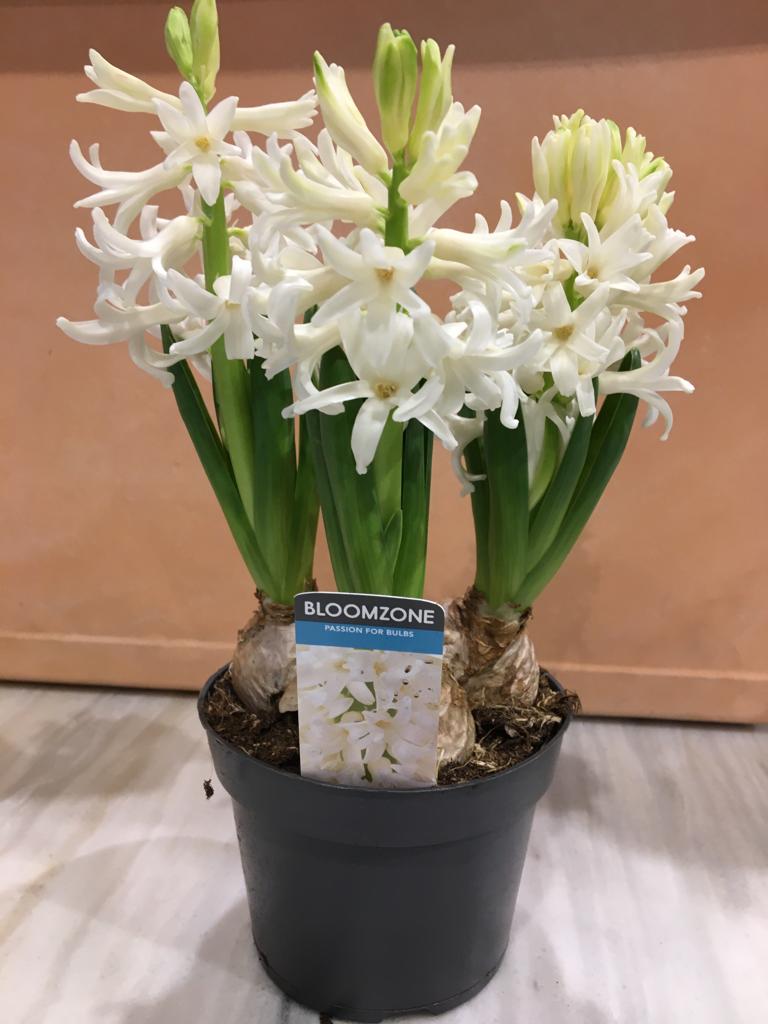 HYACINTH 'Indoor Plants Flowering Plants