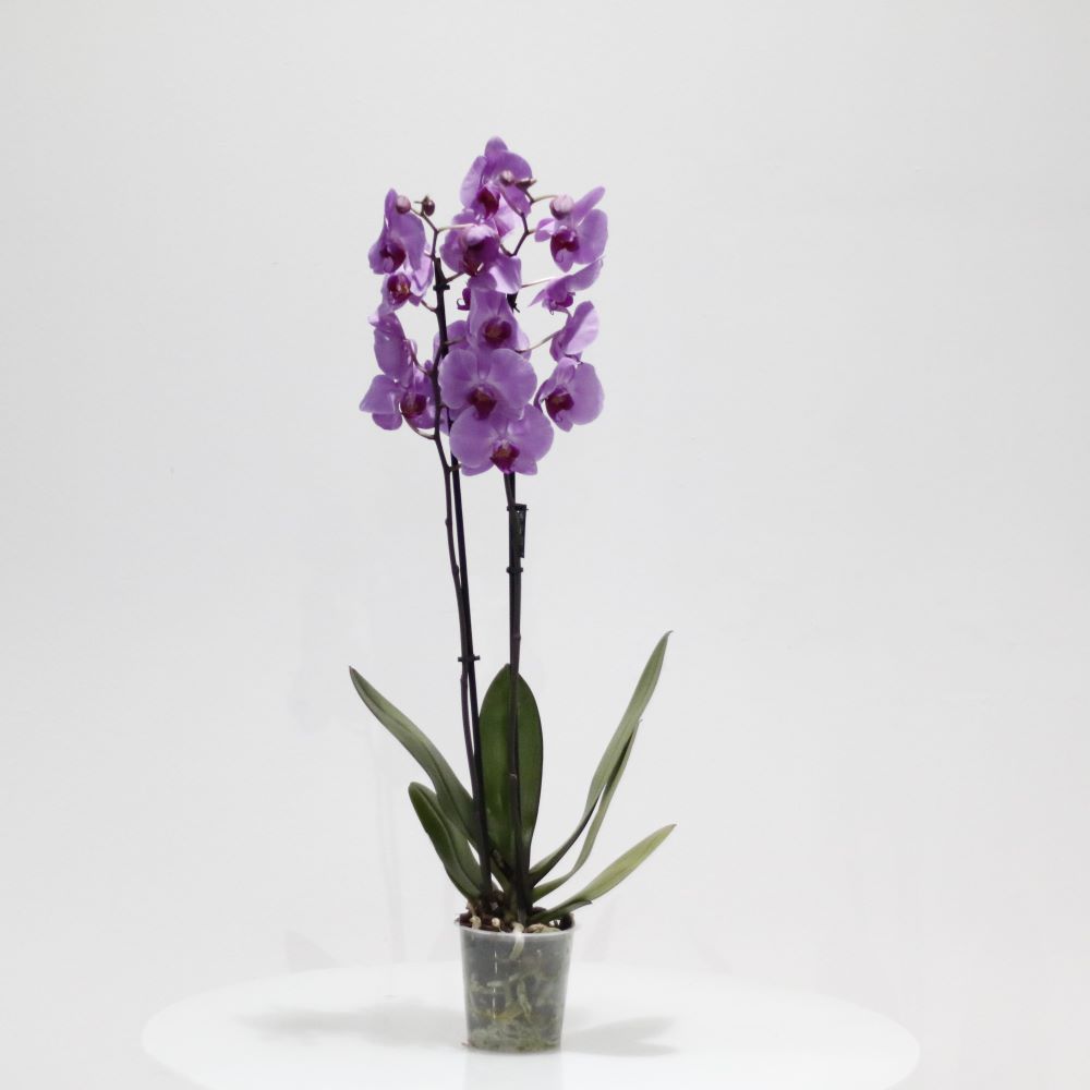 Phalaenopsis Orchids  'Indoor Plants Flowering Plants