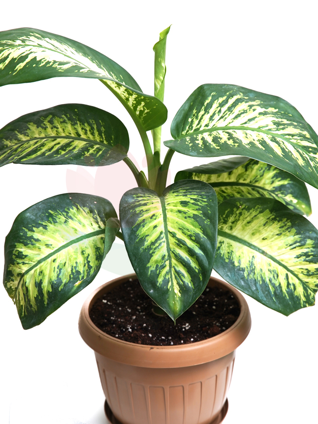 Dieffenbachia With Plastic Biege Pot 'Indoor Plants Shrubs