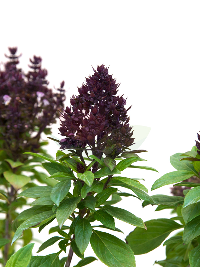 Mashmom 'Outdoor Plants Herbs