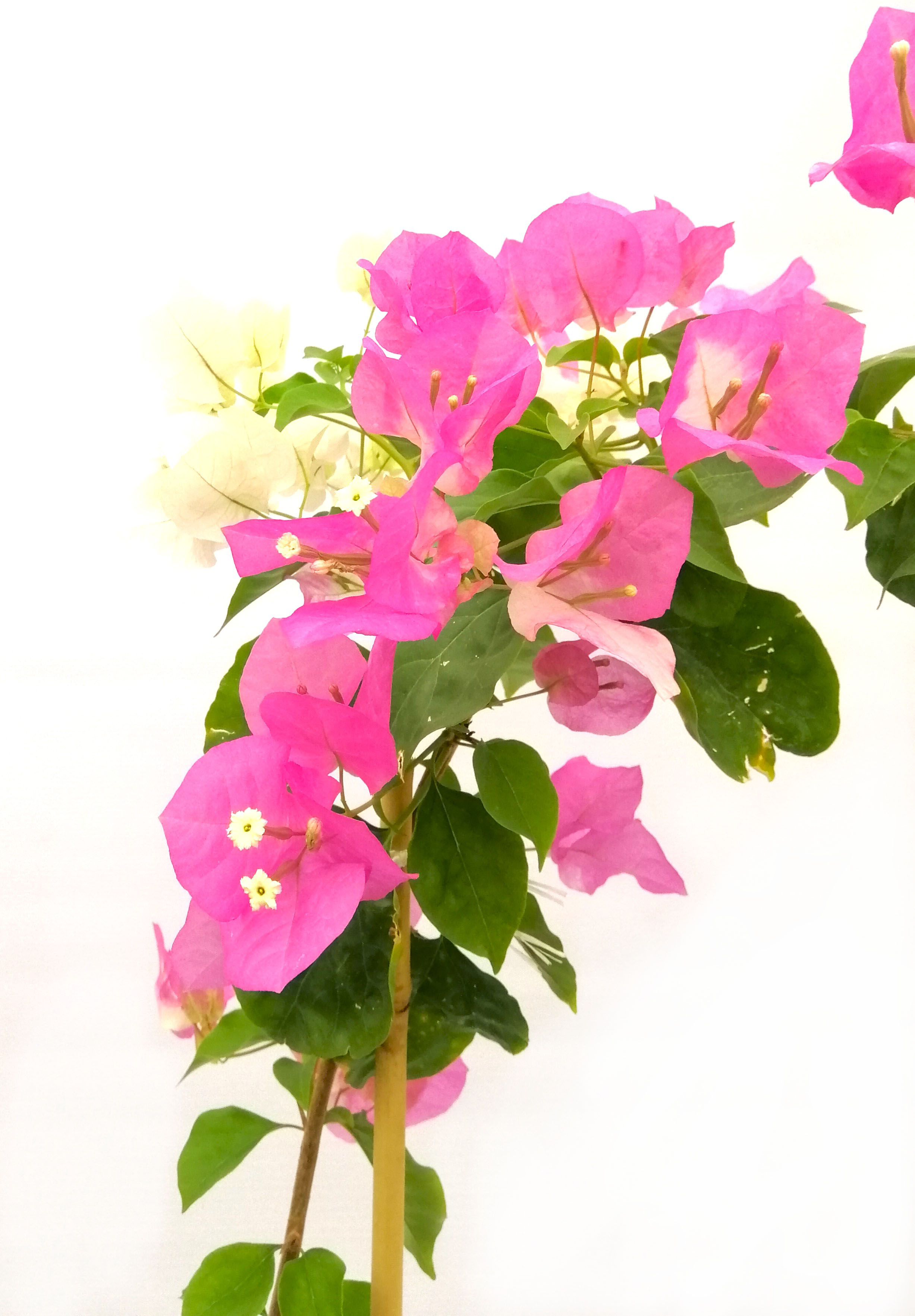 Bougainvillea Climber Mix Color 'Outdoor Plants Flowering Plants