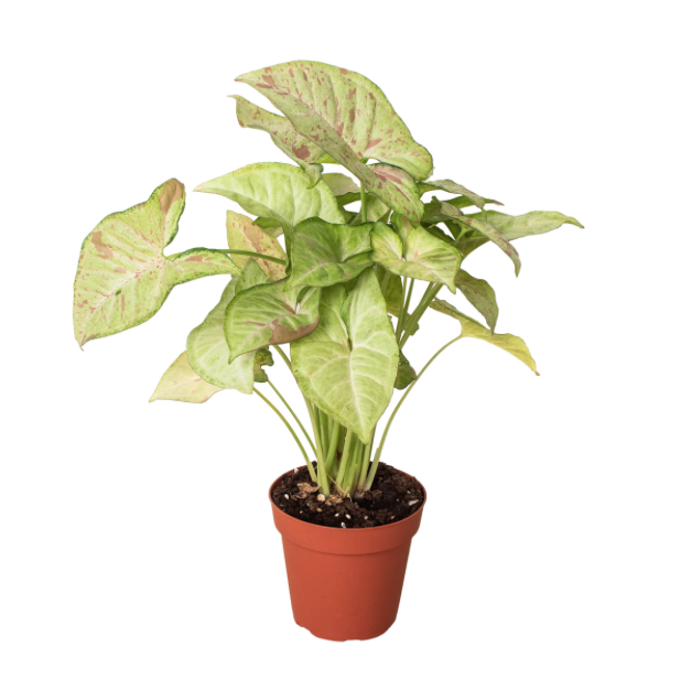 Syngonium 'Office Plants Plants & Pots