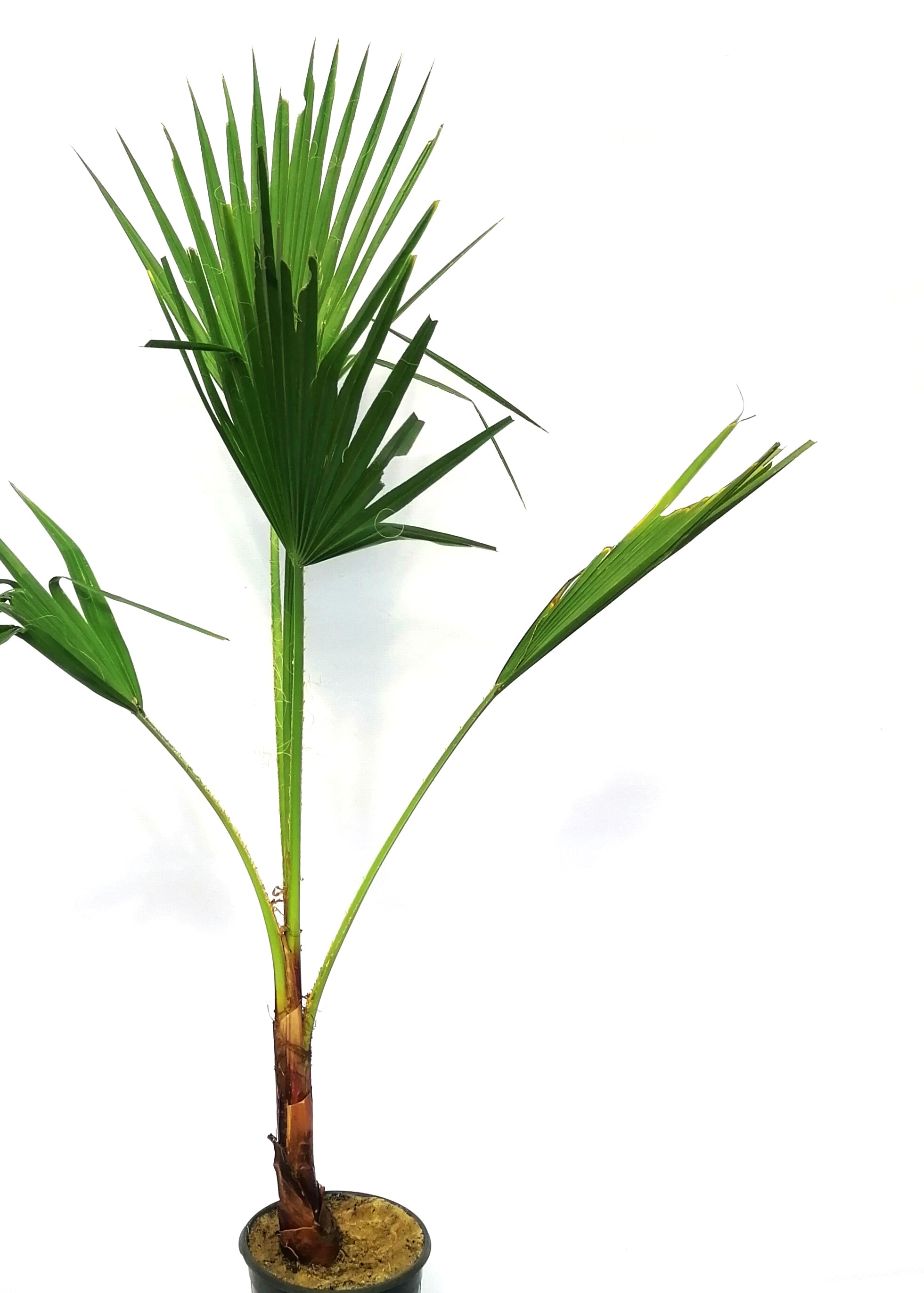 Washingtonia 'Outdoor Plants Trees