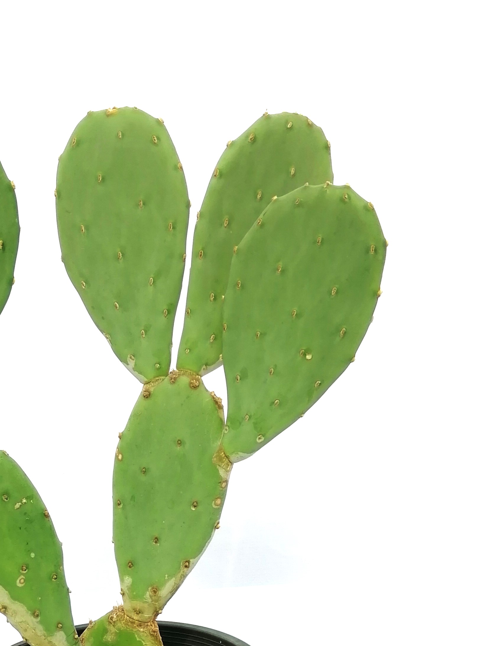 Opuntia Ficus-indica 'Outdoor Plants Succulent