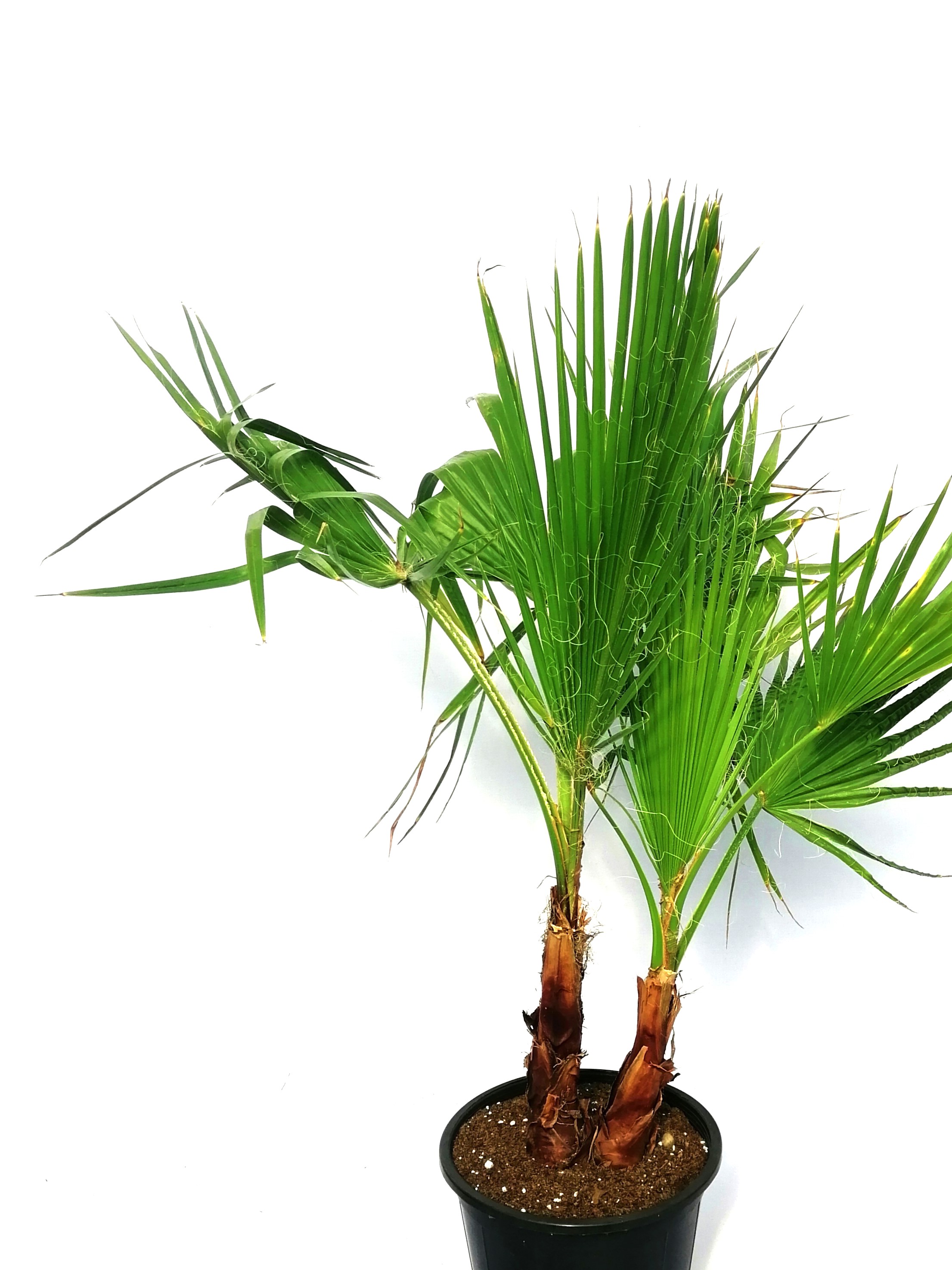 واشنطوانيا 'نباتات خارجية نباتات النخيل