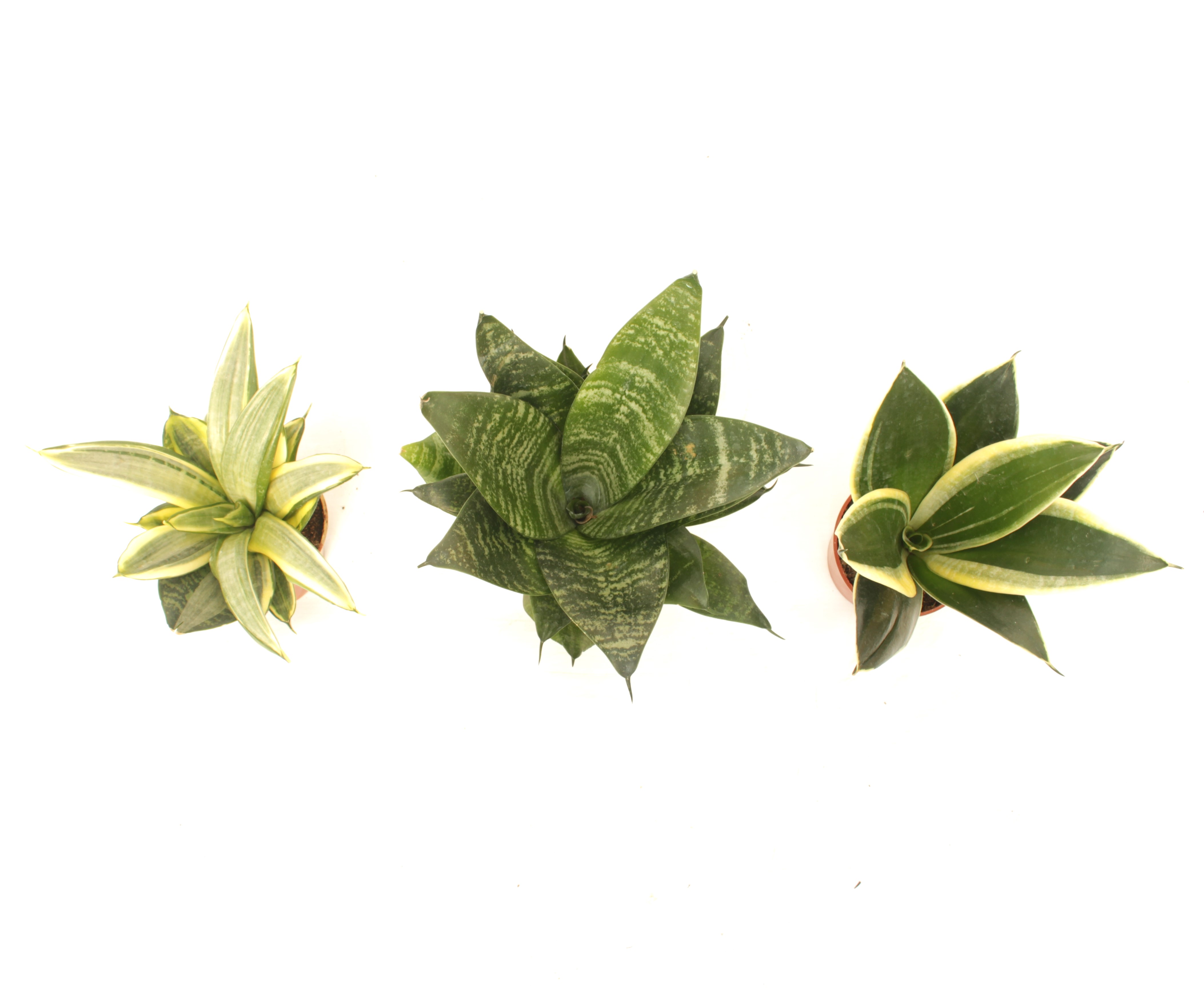 Sansevieria MIX S- 3 PCS 'Indoor Plants Succulent