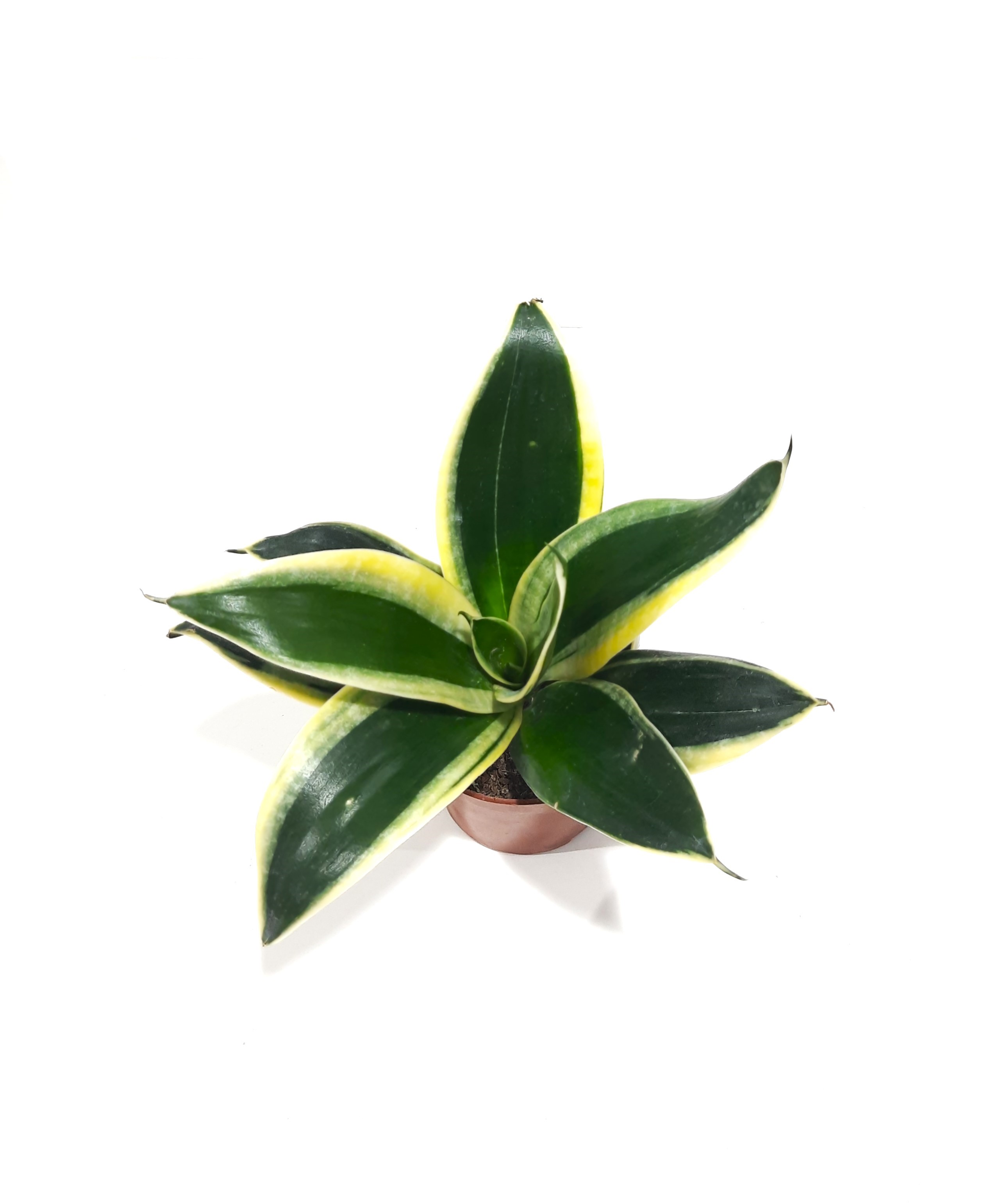 Sansevieria Marginata 'Indoor Plants Succulent