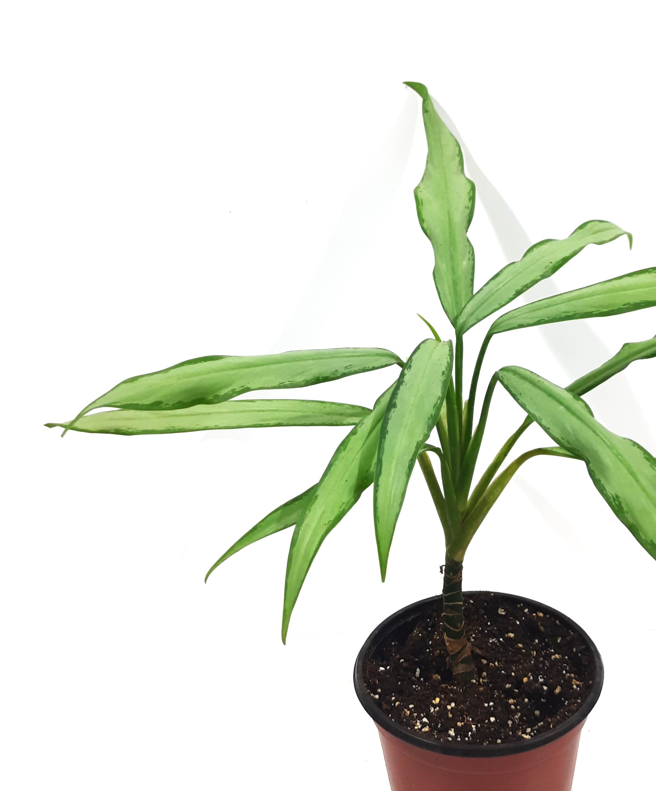 Aglonema Long Leaves 'Indoor Plants Succulent