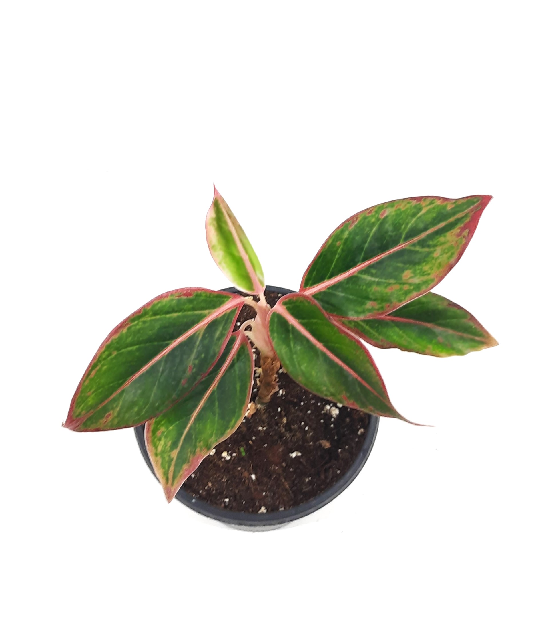 Aglaonema SK 'Indoor Plants Shrubs