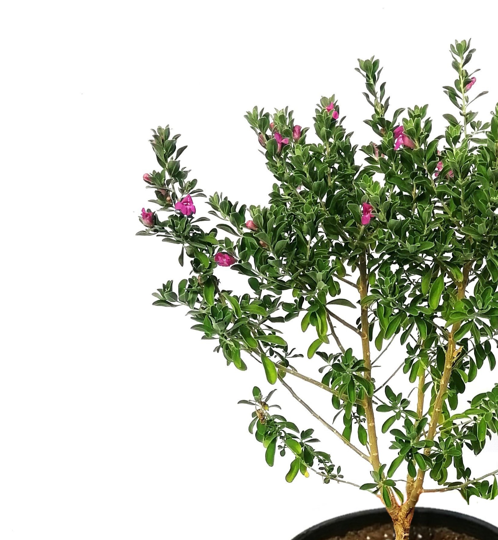 Leucophyllum Frutescens 'Outdoor Plants Flowering Plants