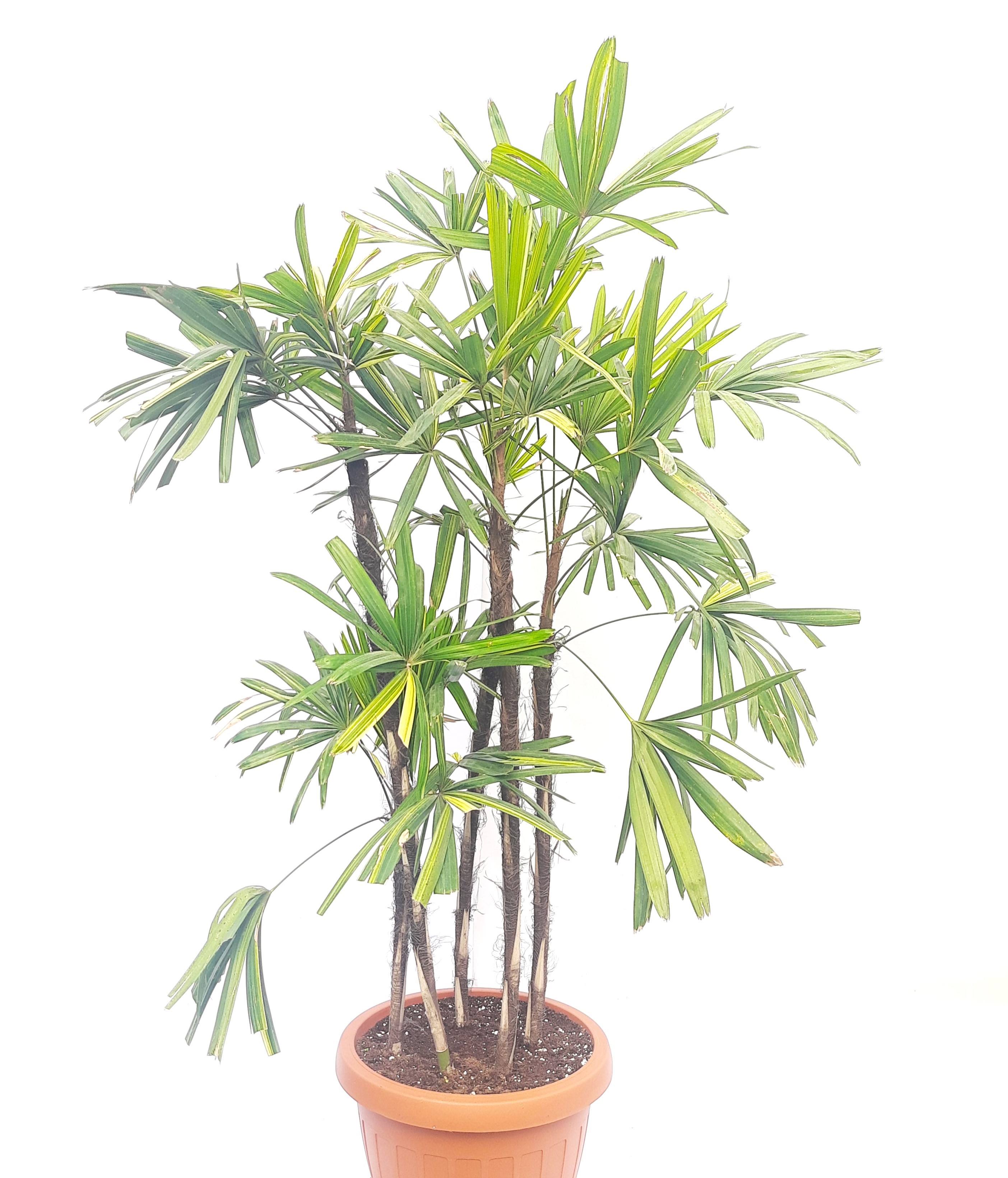 Rhapis Excelsa With Red Pot 'Premium Collection Indoor Plants