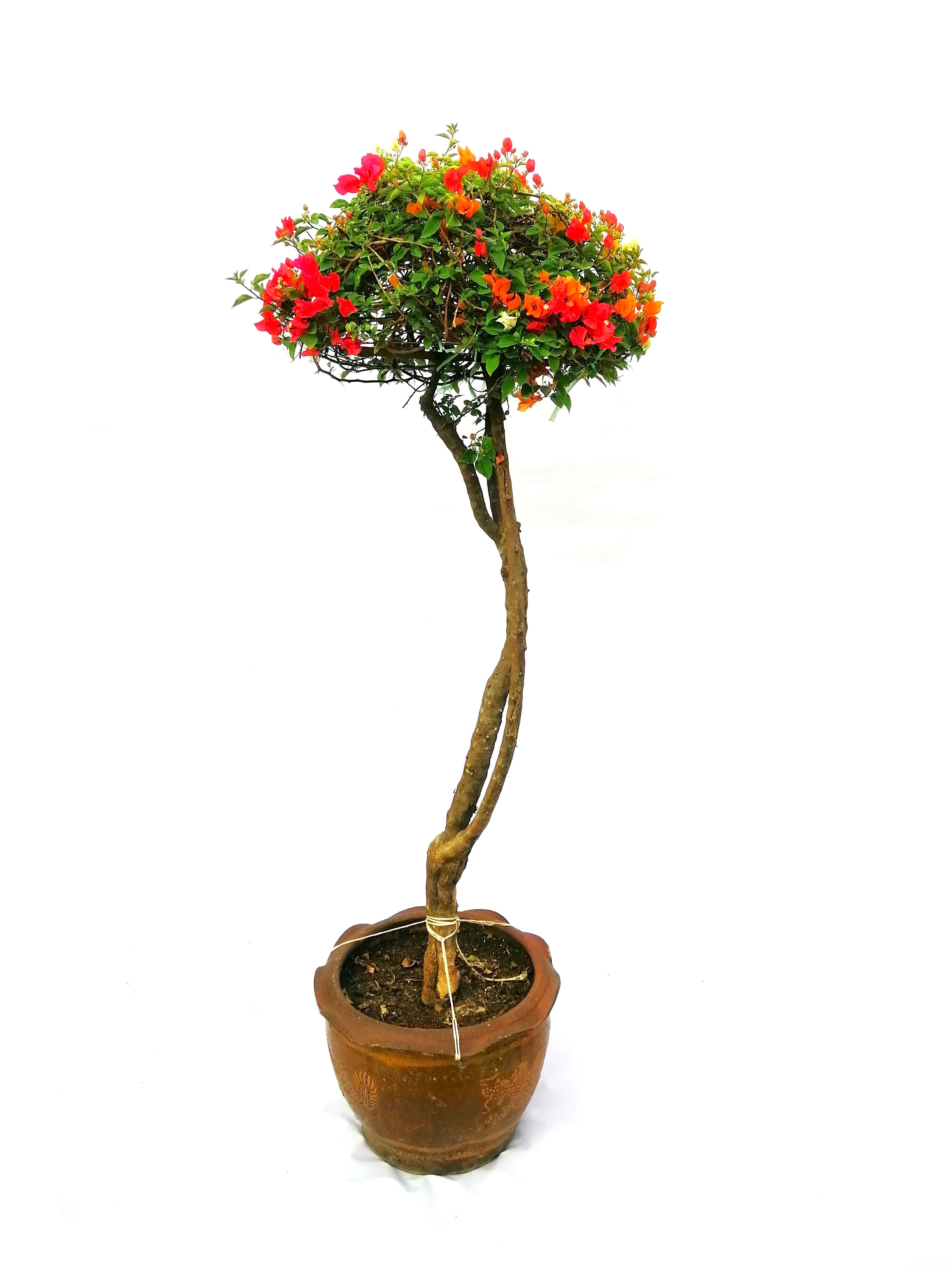Bougainvillea Round Dome With Cemnt Pot 'Premium Collection Flowering Plants