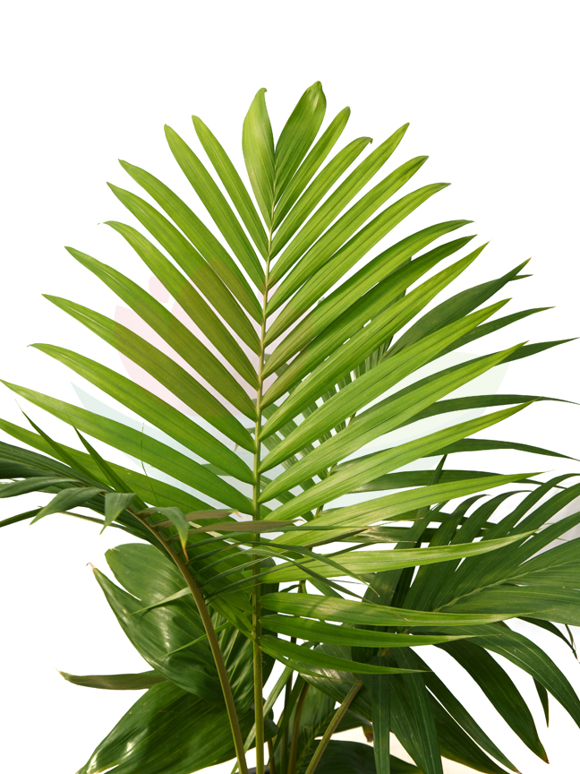 Kentia Double 25cm 'Indoor Plants Palms