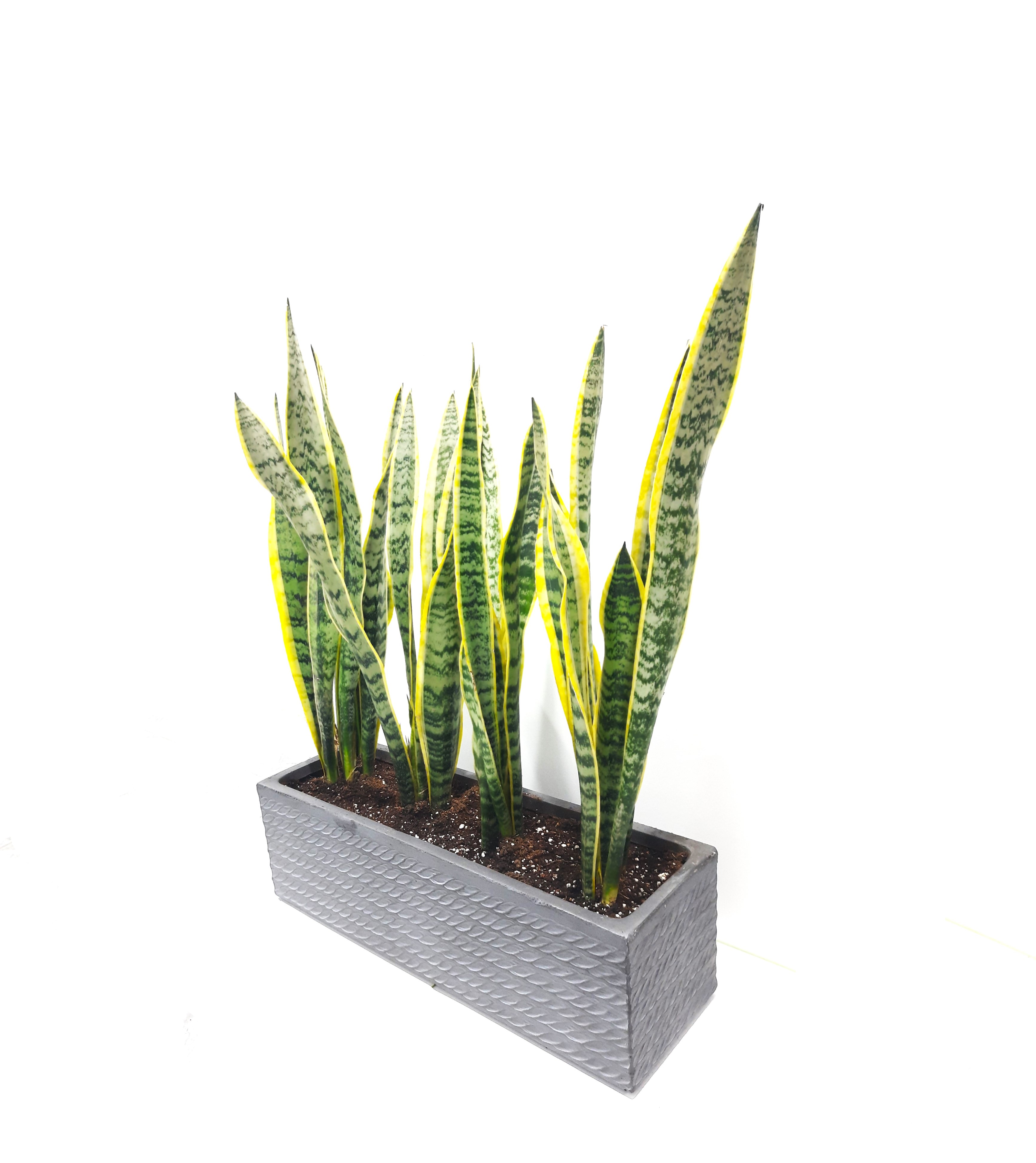 Sansevieria 3Pcs With Ceramic Pot 'Seasonal Specials Plants