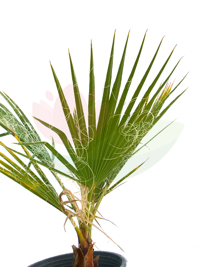Washingtonia Palm 25cm 'Outdoor Plants Palm Plants