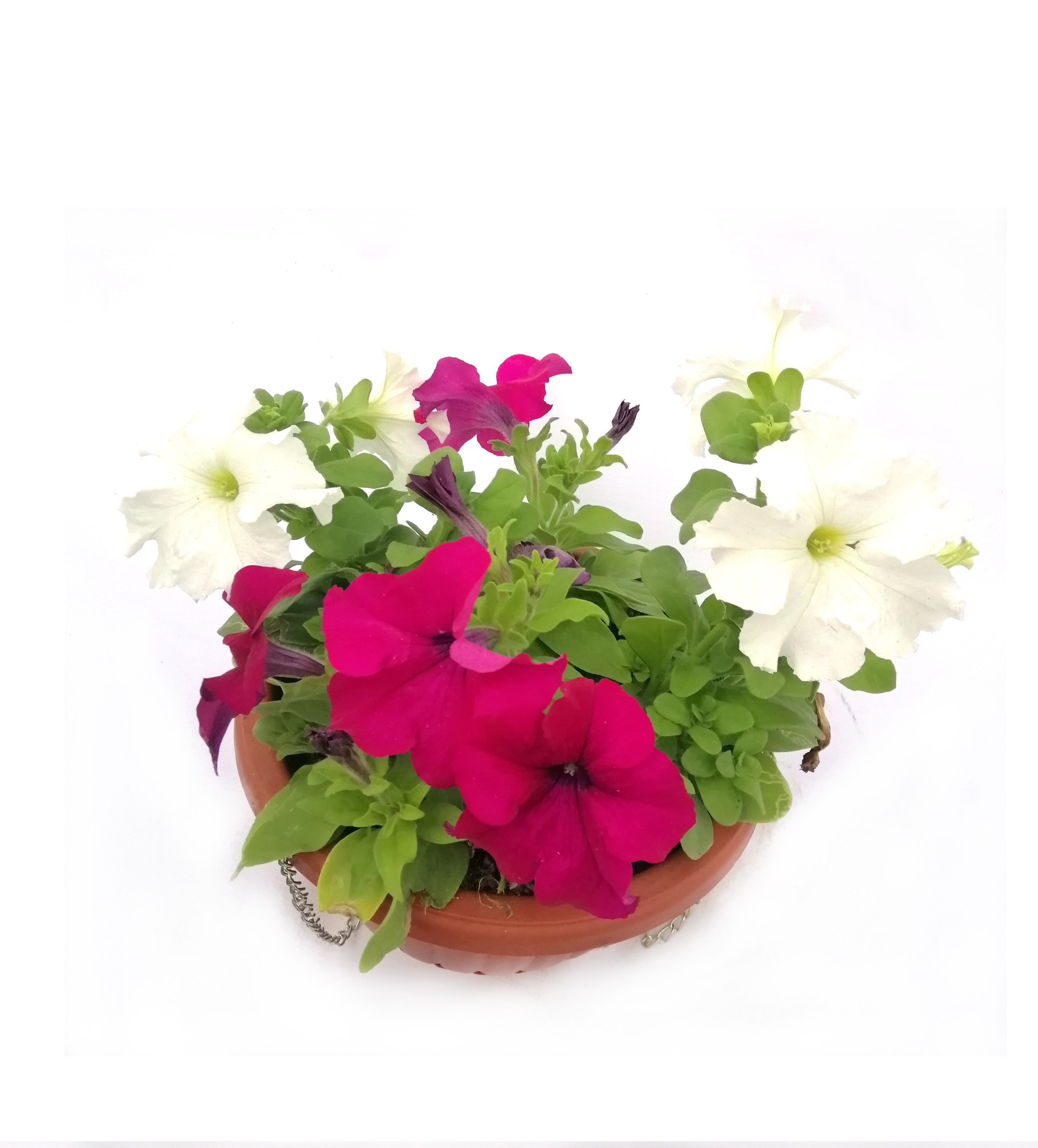 PETUNIA ROSE AND WHITE WITH POT 'Outdoor Plants Flowering Plants