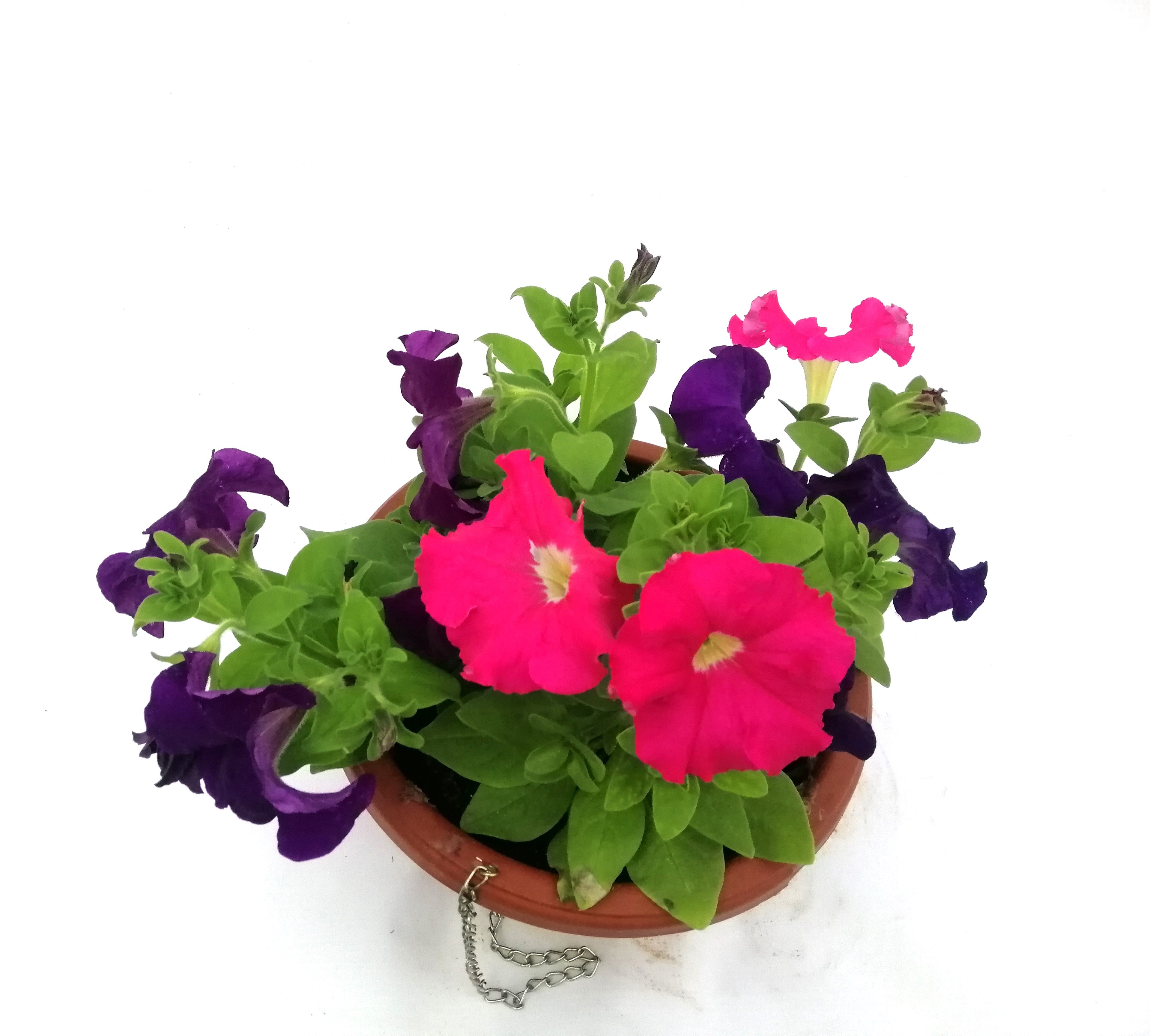 PETUNIA PURPLE AND ROSE WITH POT 'Outdoor Plants Flowering Plants