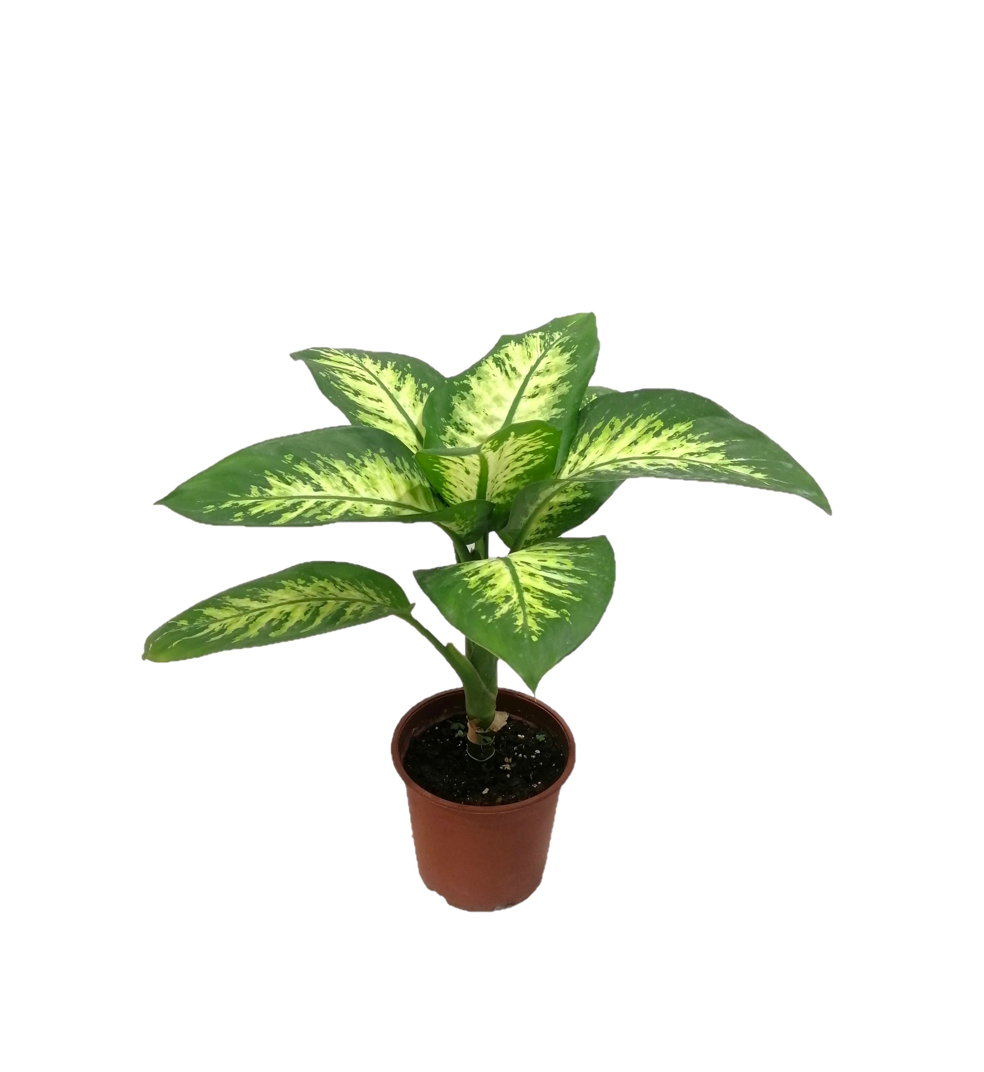 Dieffenbachia 'Indoor Plants Shrubs