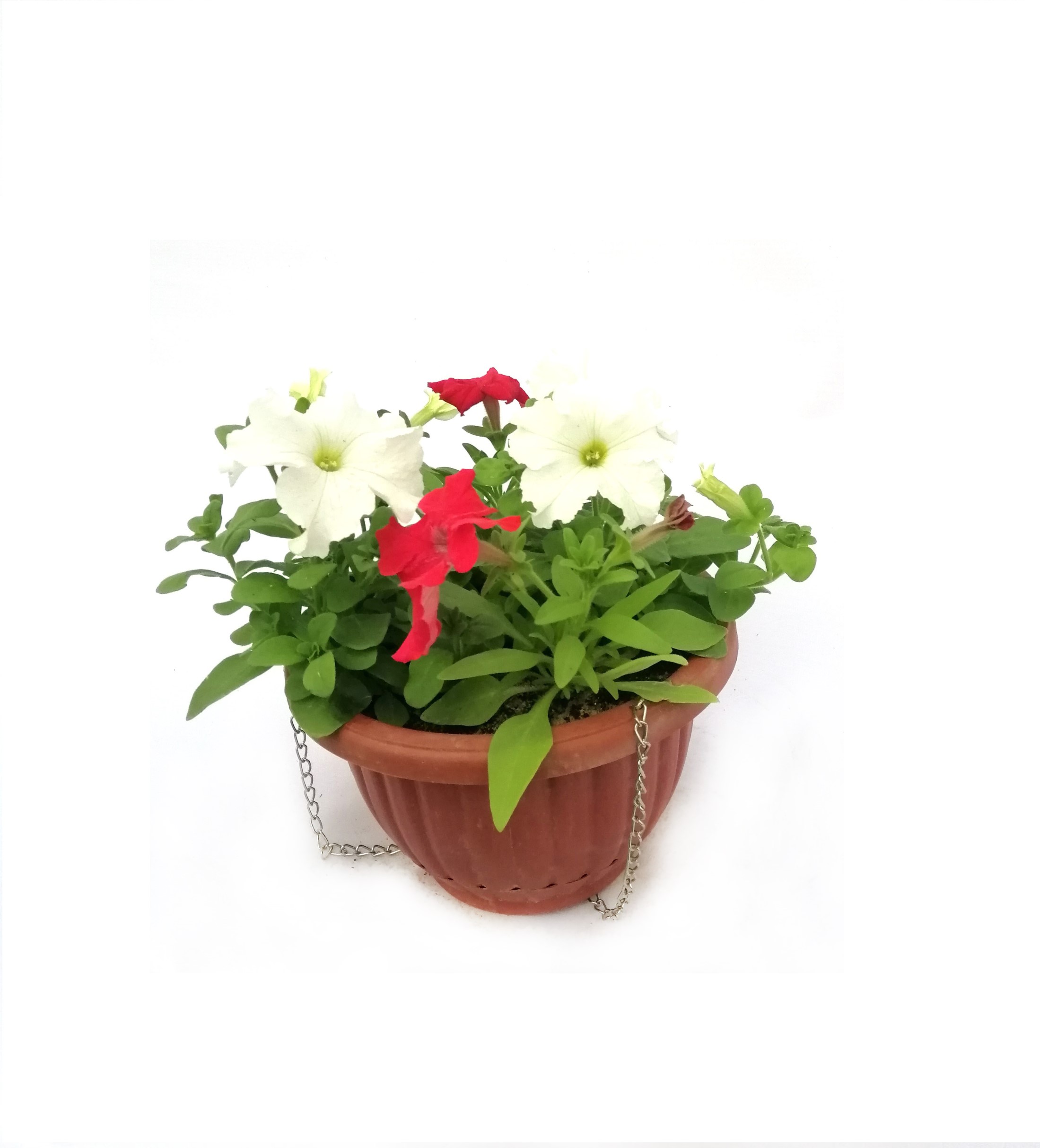 PETUNIA RED AND WHITE WITH POT 'Outdoor Plants Flowering Plants