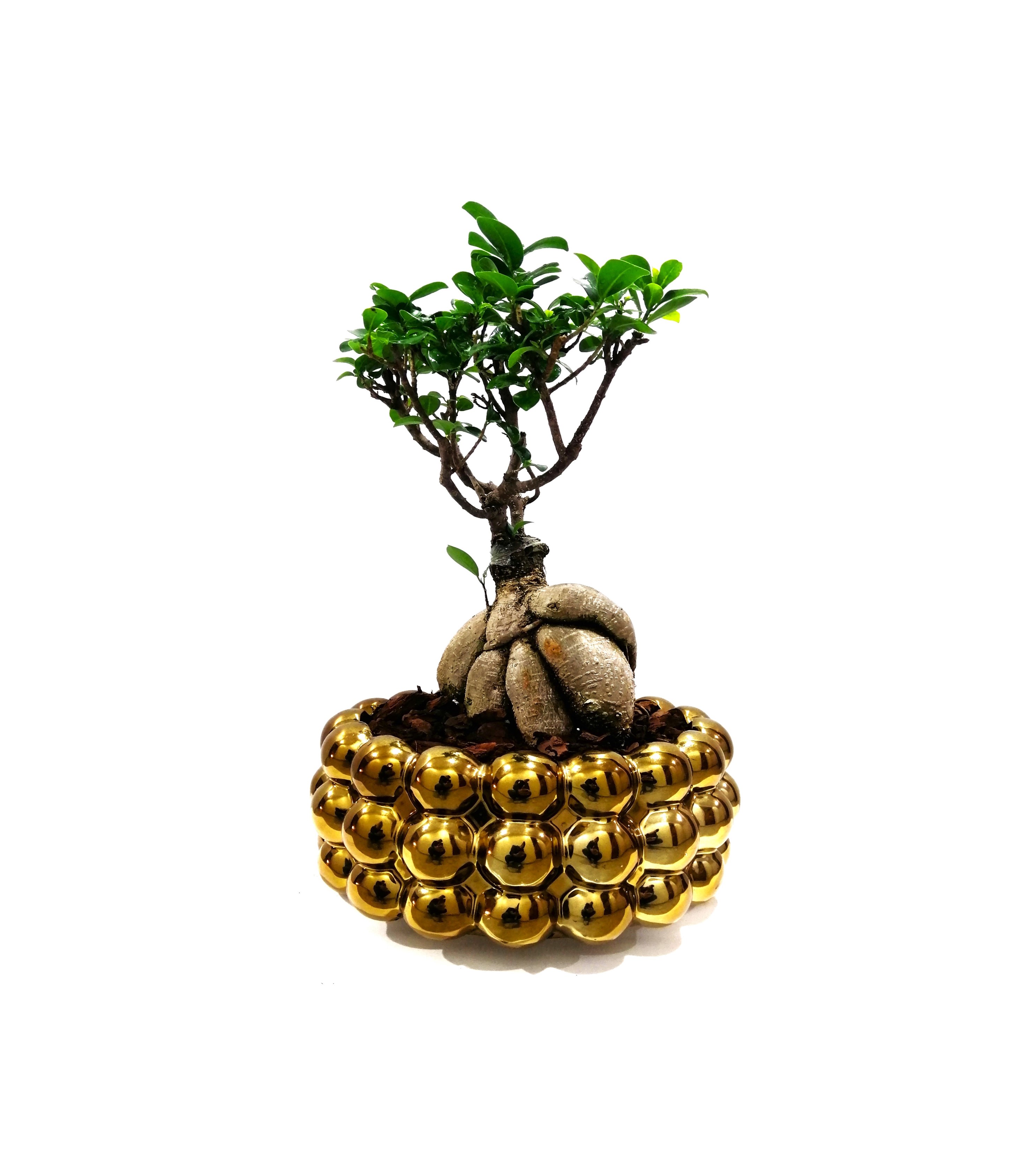 Bonsai With Golden Pot 'Seasonal Specials Plants