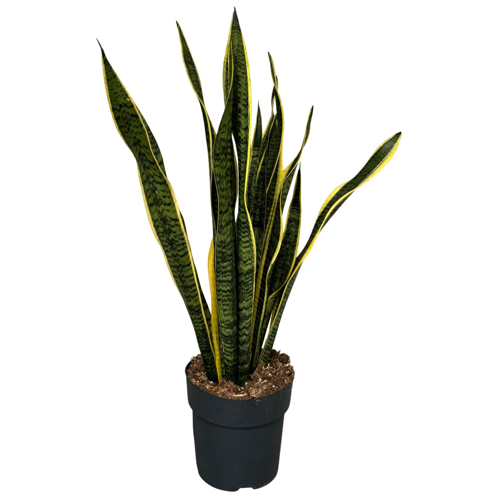 Snake Plant - Sansevieria Laurentii 'Seasonal Specials Plants