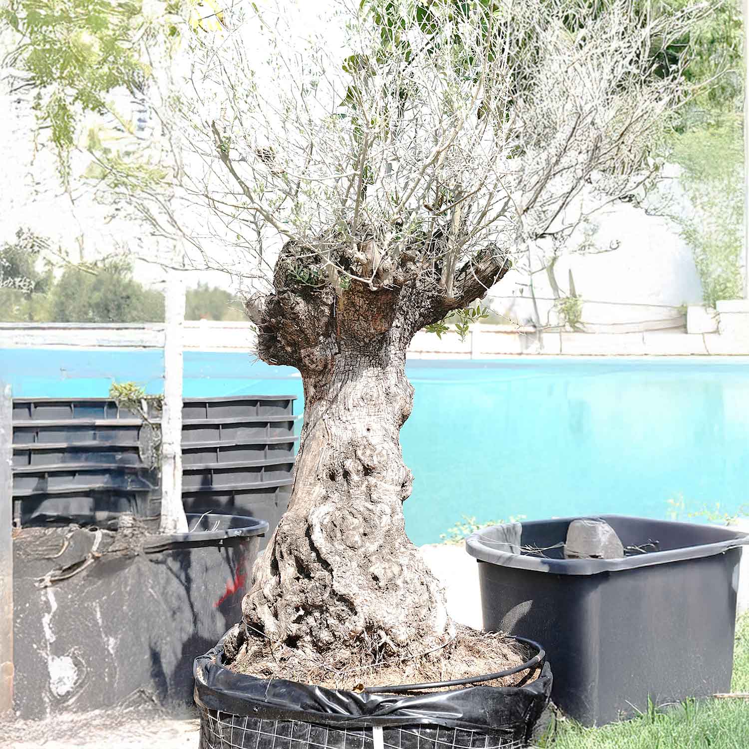 Olive Tree22 'Premium Collection Outdoor