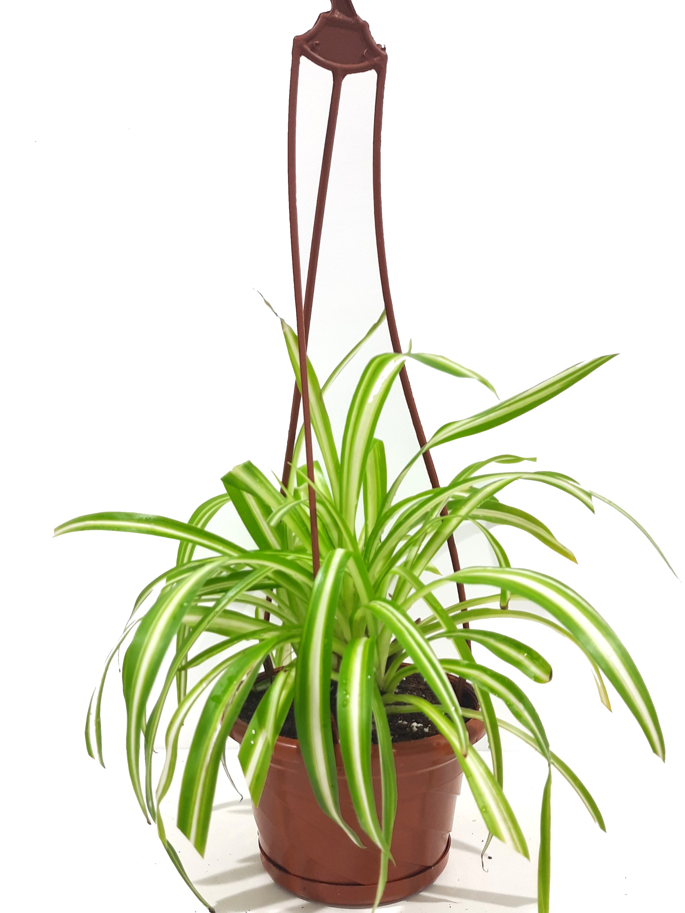 Spider Plant 'Value For Money Under 10