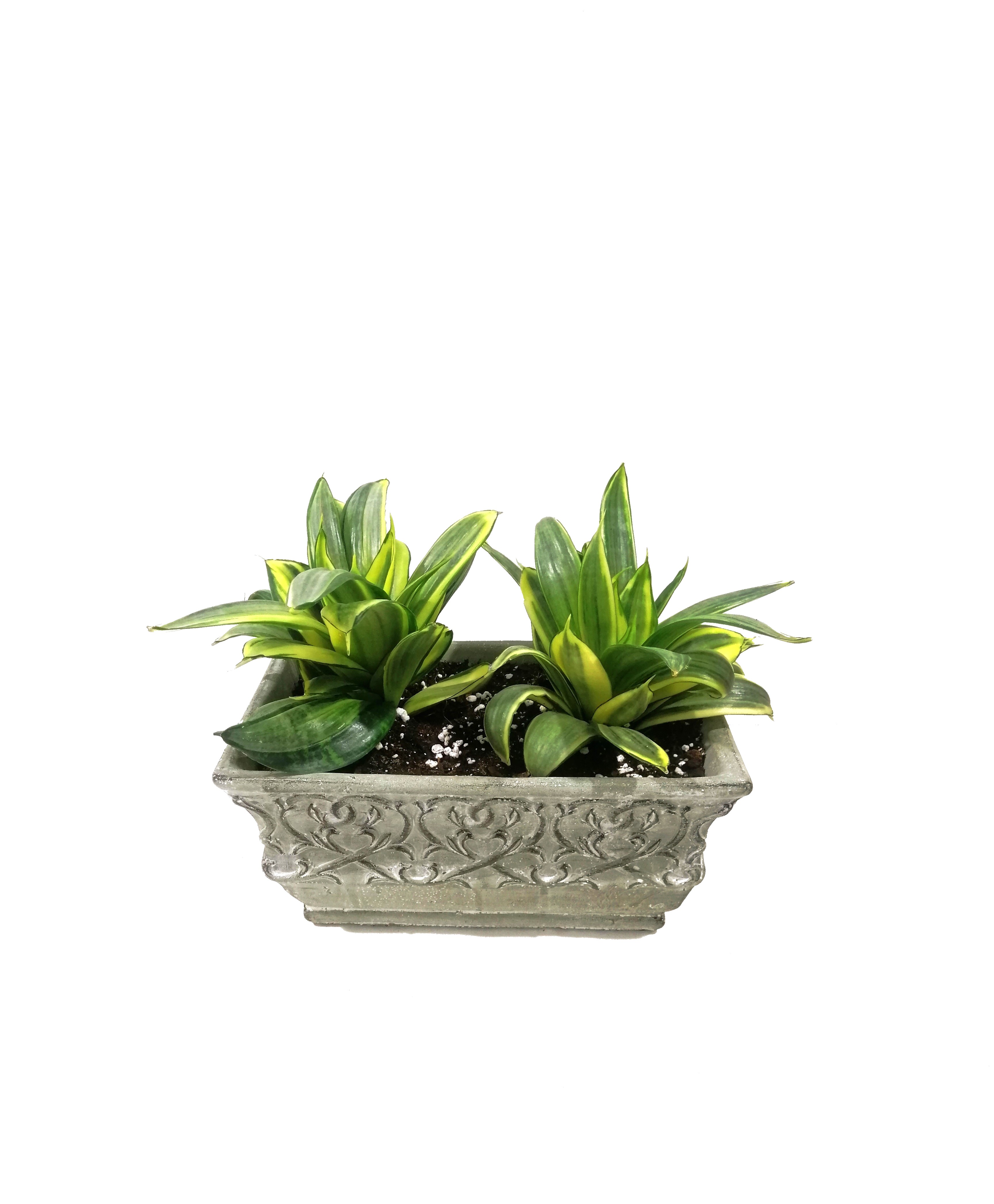 Sansevira Silver With Pot 'Value For Money Under 10