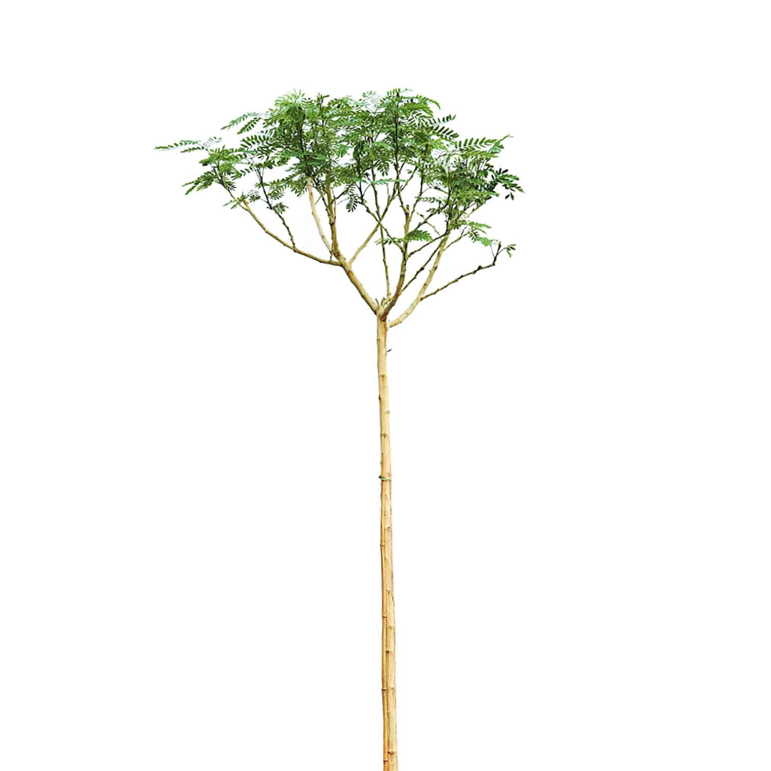 Albizia Lebbeck 1.5 Inch Local Production  'Outdoor Plants Trees