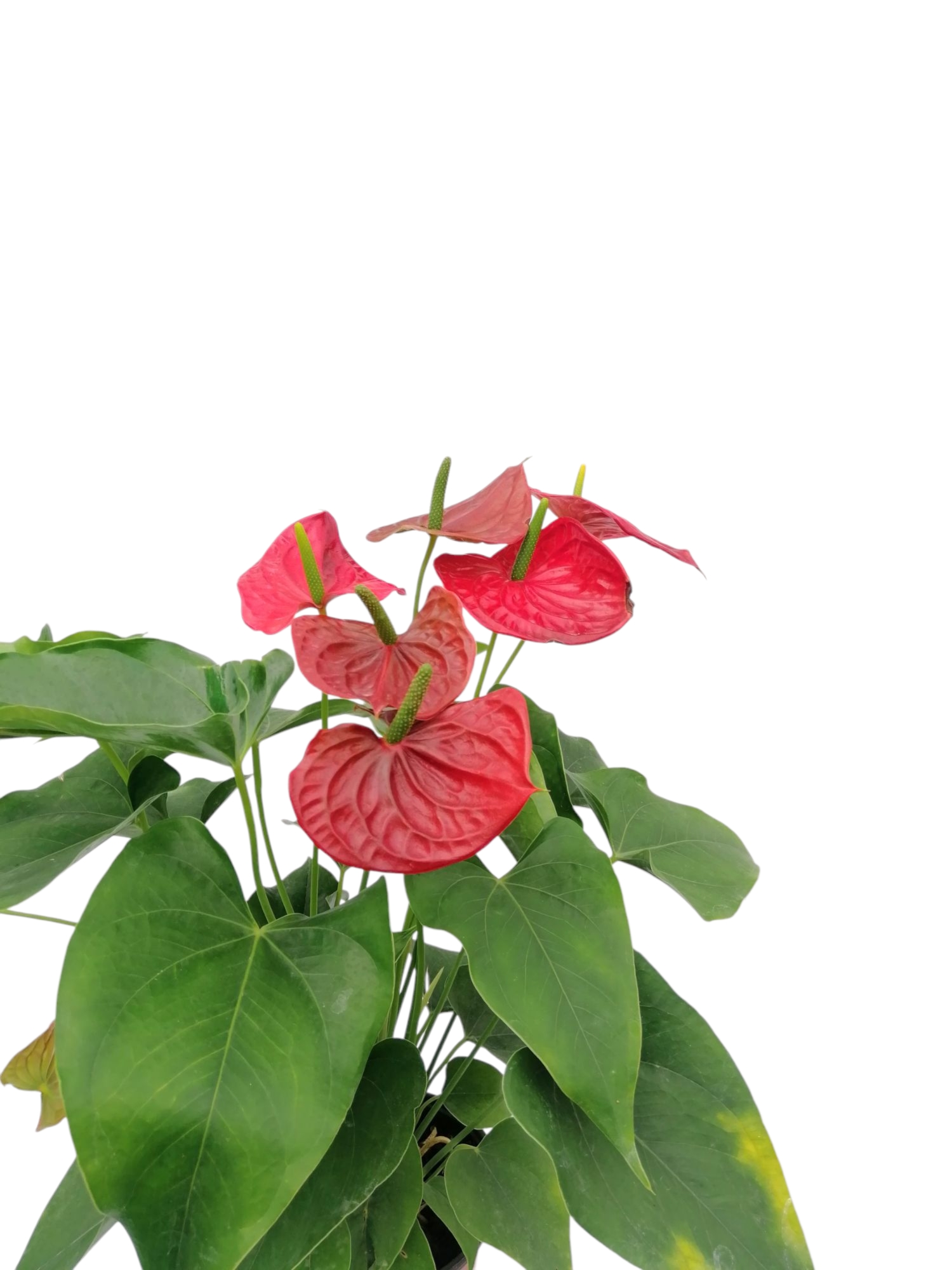 انثوريوم احمر 'نباتات داخلية النباتات المزهرة