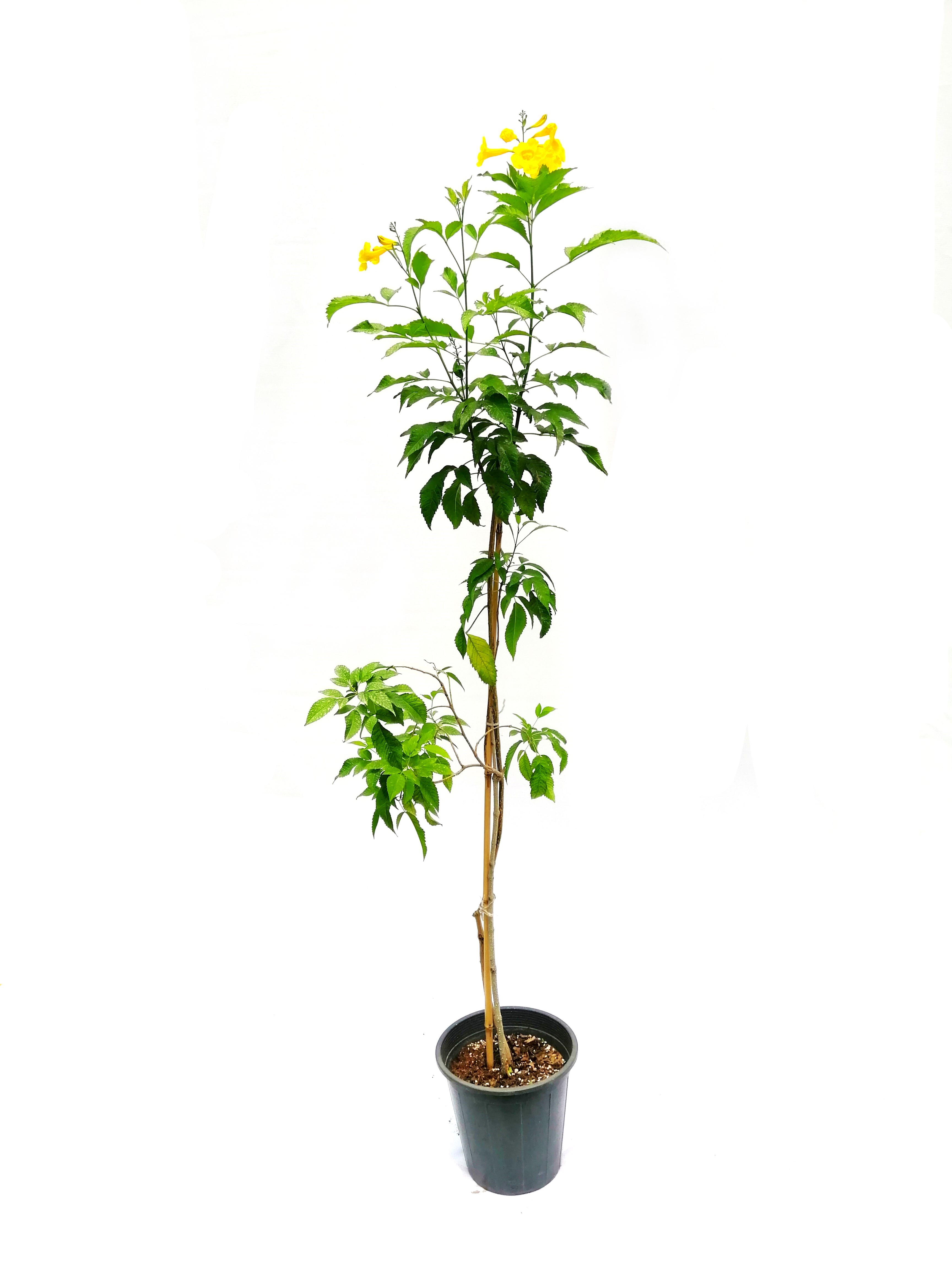Tecoma - 4 Pcs  'Outdoor Plants Trees