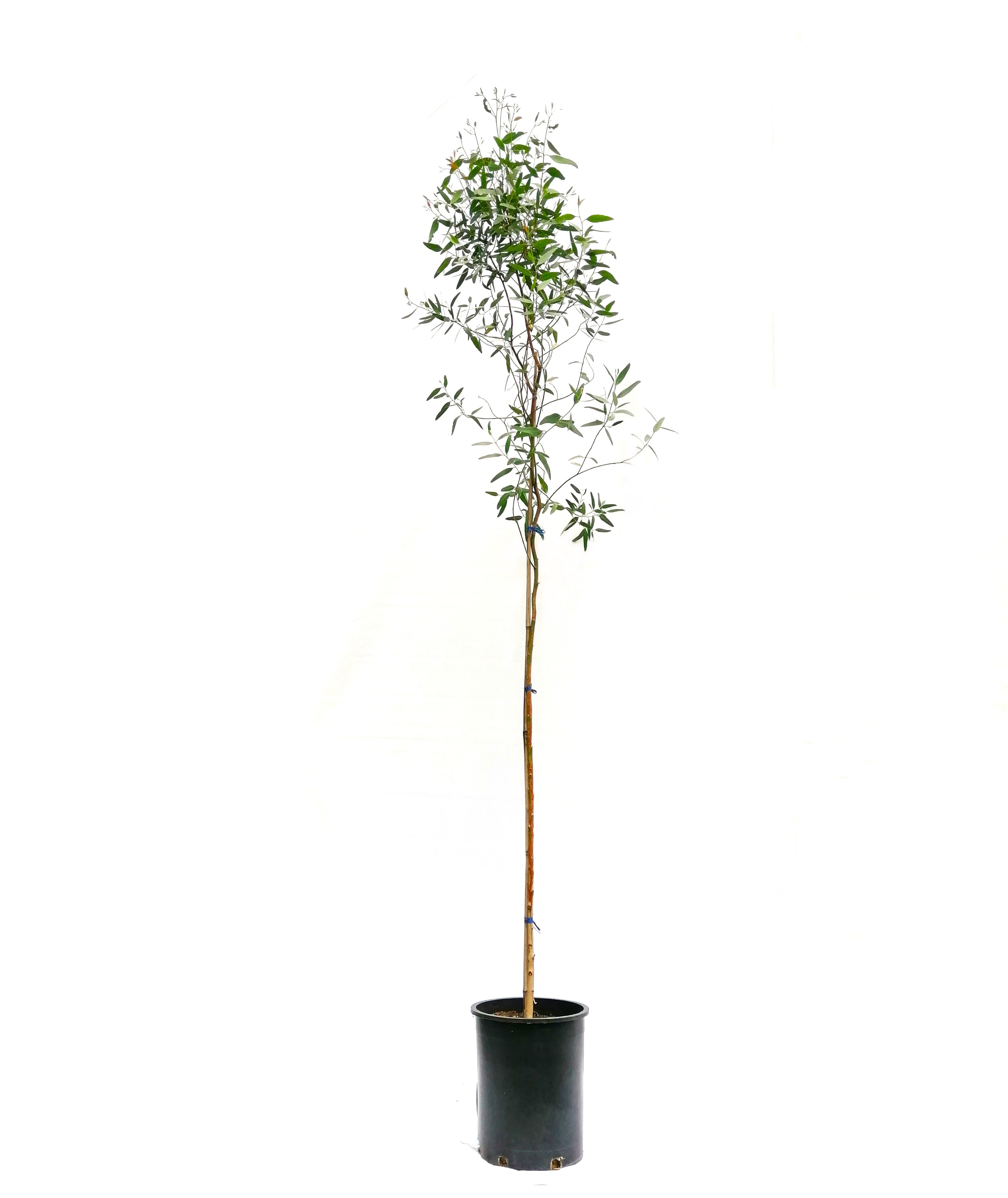 QUINA- Pot 30 Cm 'Outdoor Plants Trees