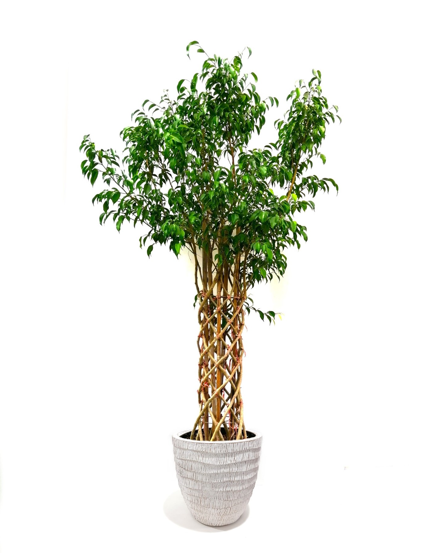 Ficus Benjamina With Pot 'Premium Collection Indoor Plants