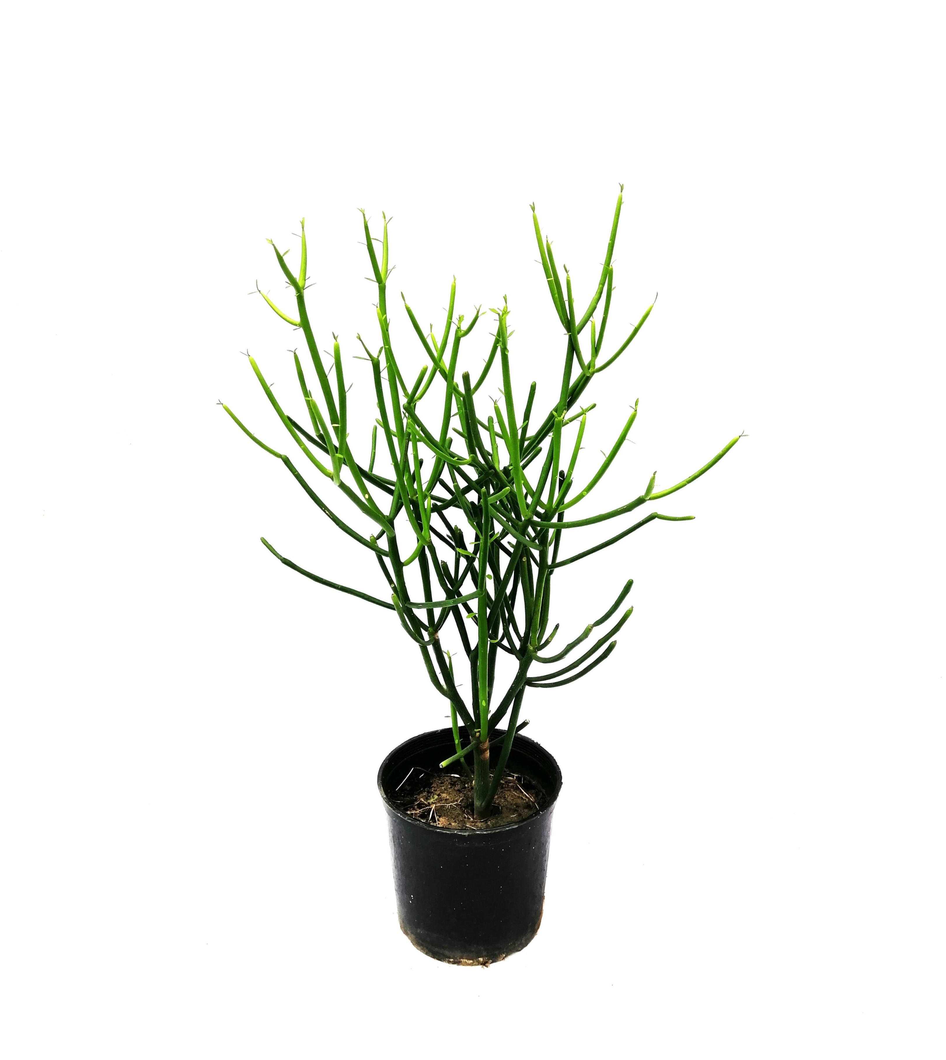 Euphorbia Tirucalli 'Outdoor Plants Shrubs