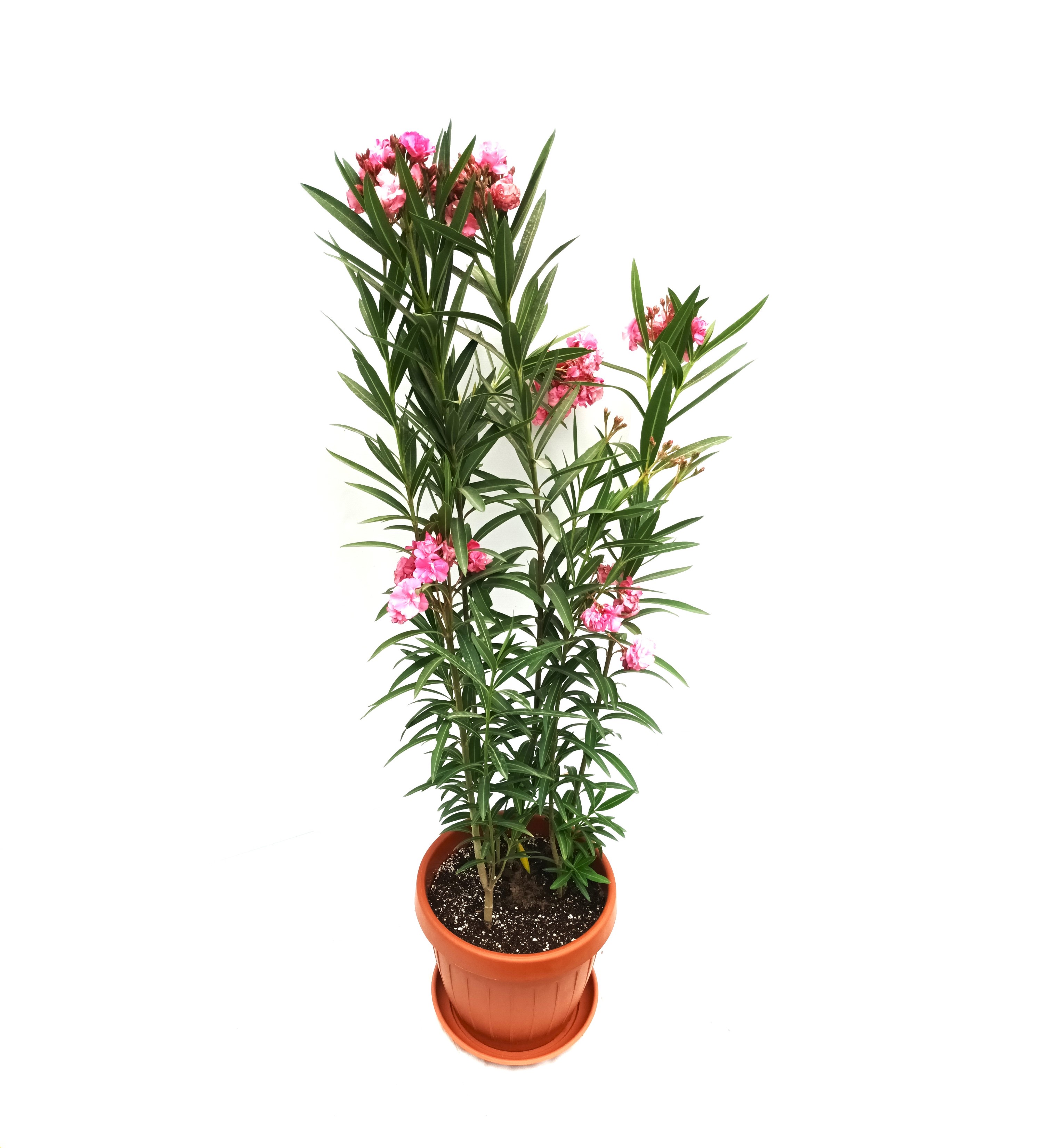 Oleander Rose With Pot 'Value For Money Under 15