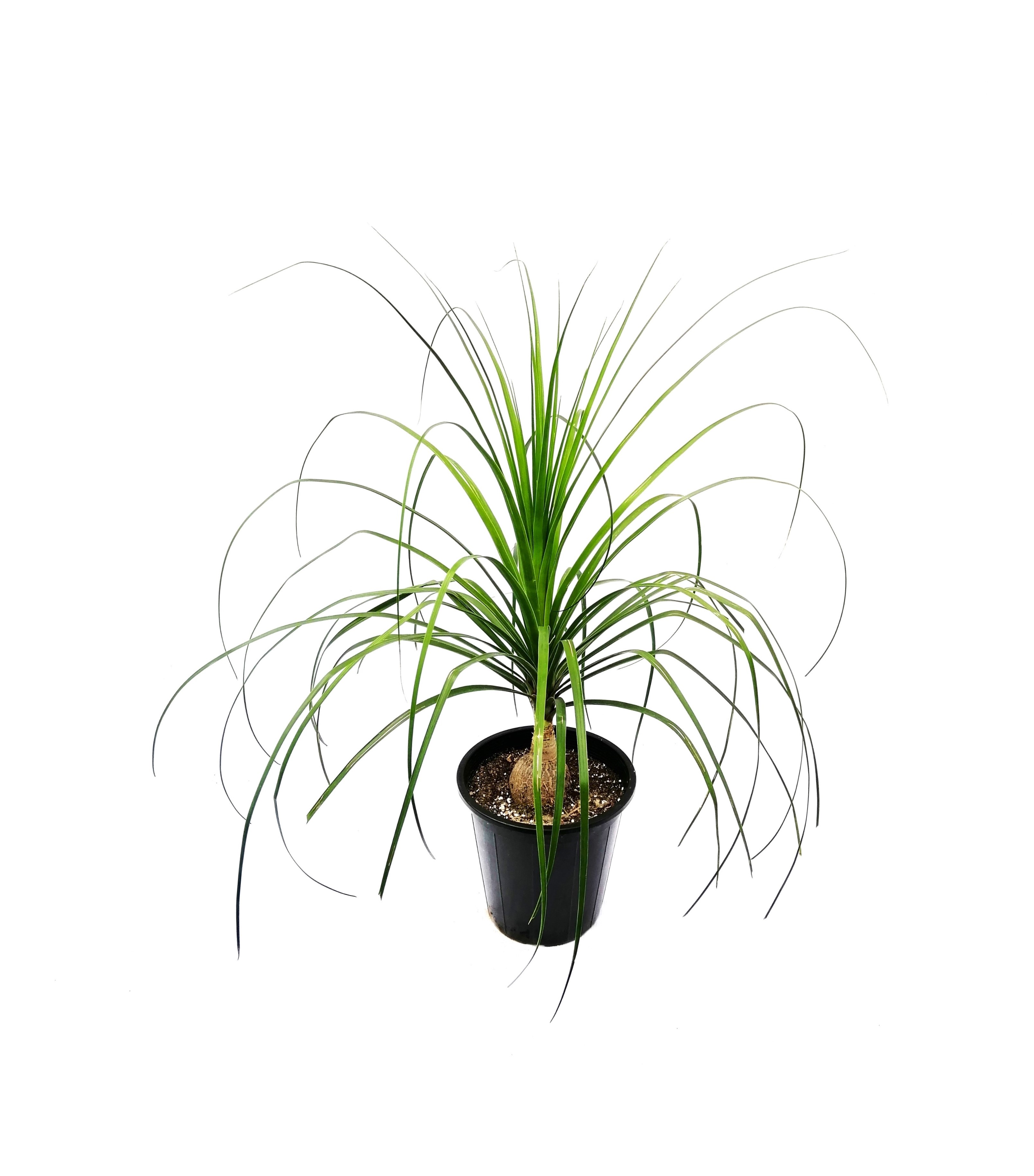 Nolina Palm 'Indoor Plants Shrubs